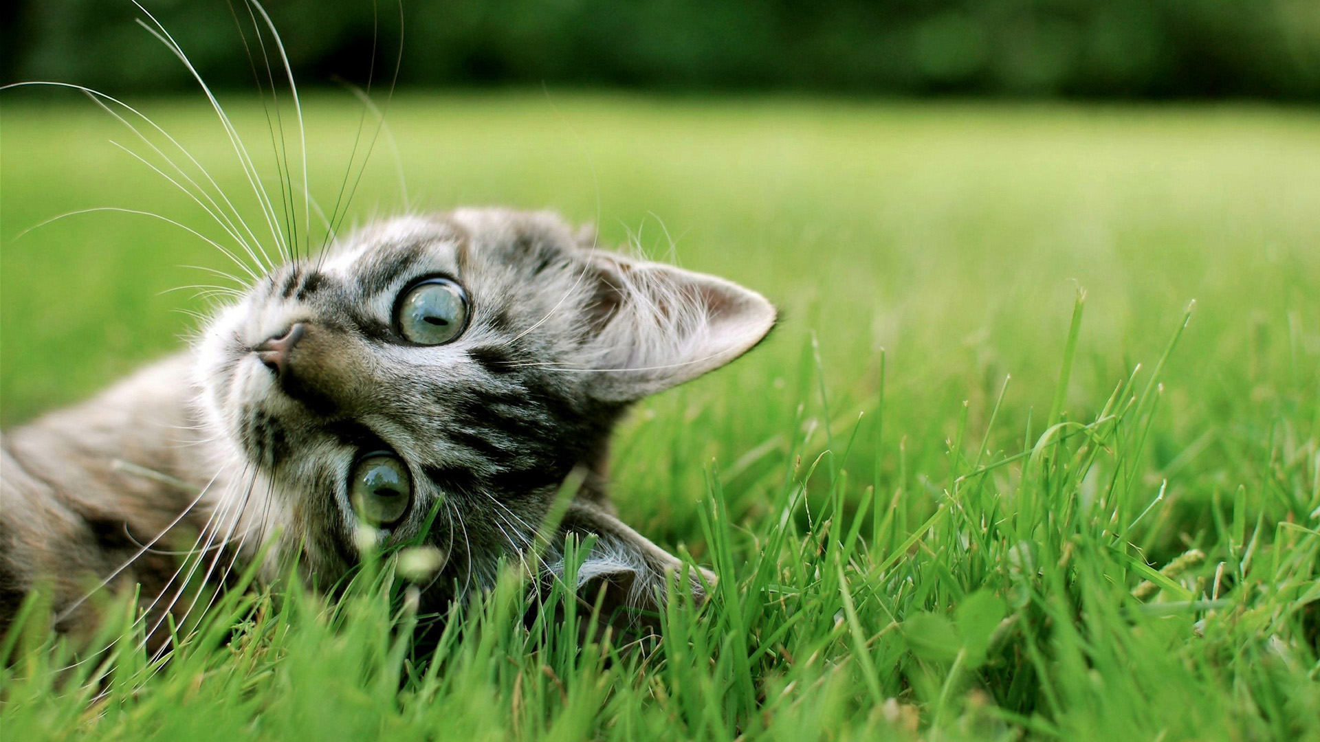Cat On Grass Wallpaper Desktop Wallpaper | WallpaperLepi