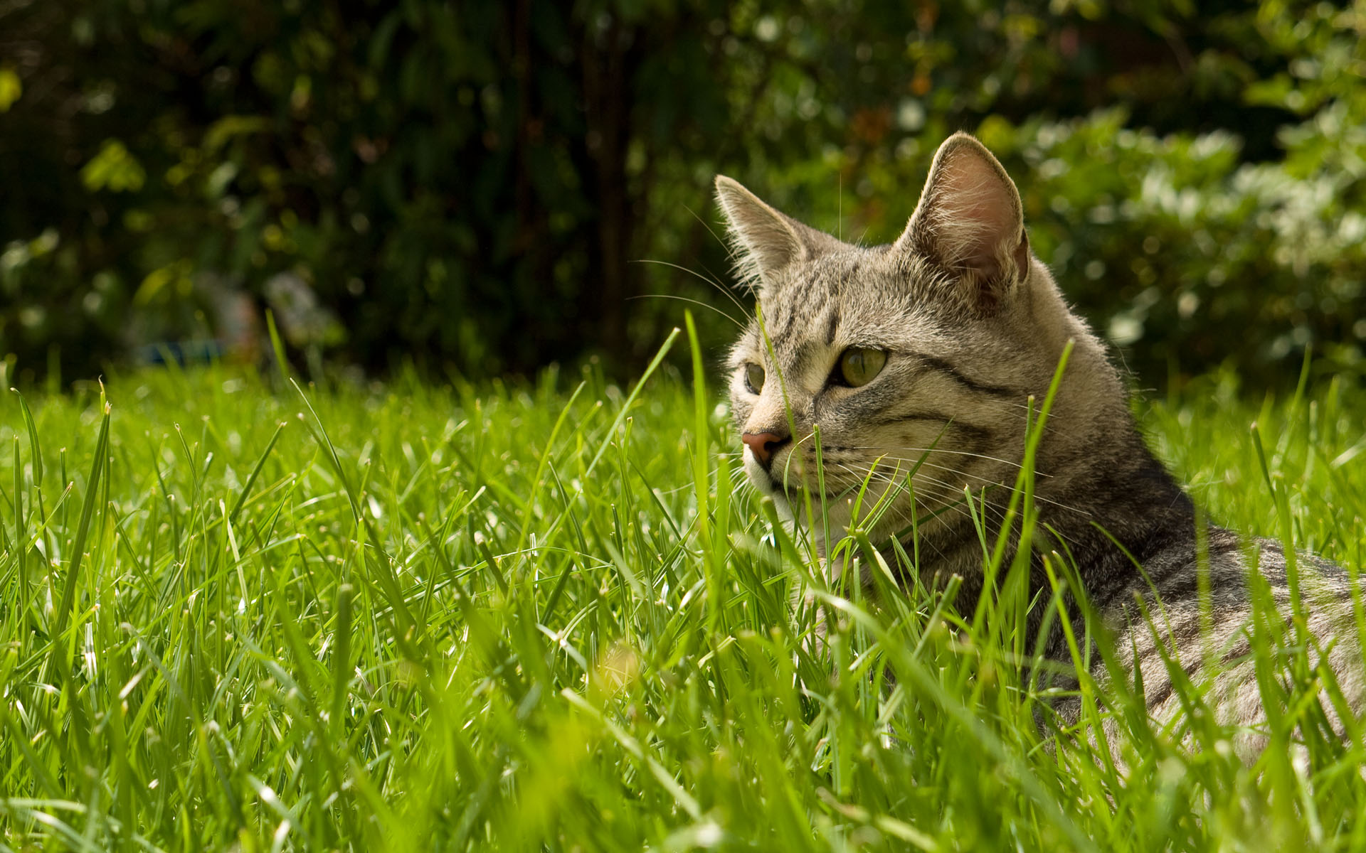Cat, Grass, Nature wallpaper | animals | Wallpaper Better