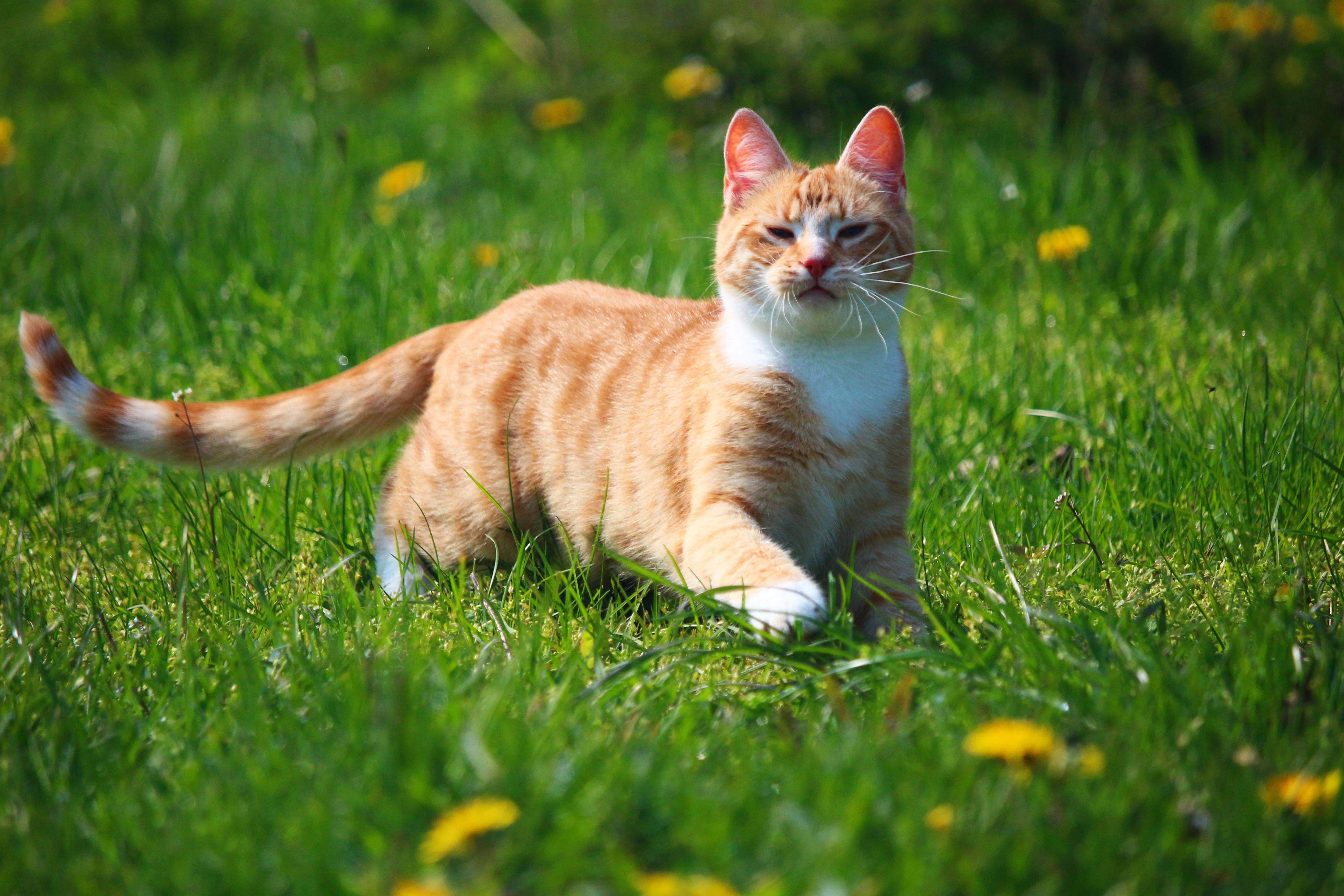 Free picture: grass, cute, nature, animal, field, young, yellow cat ...