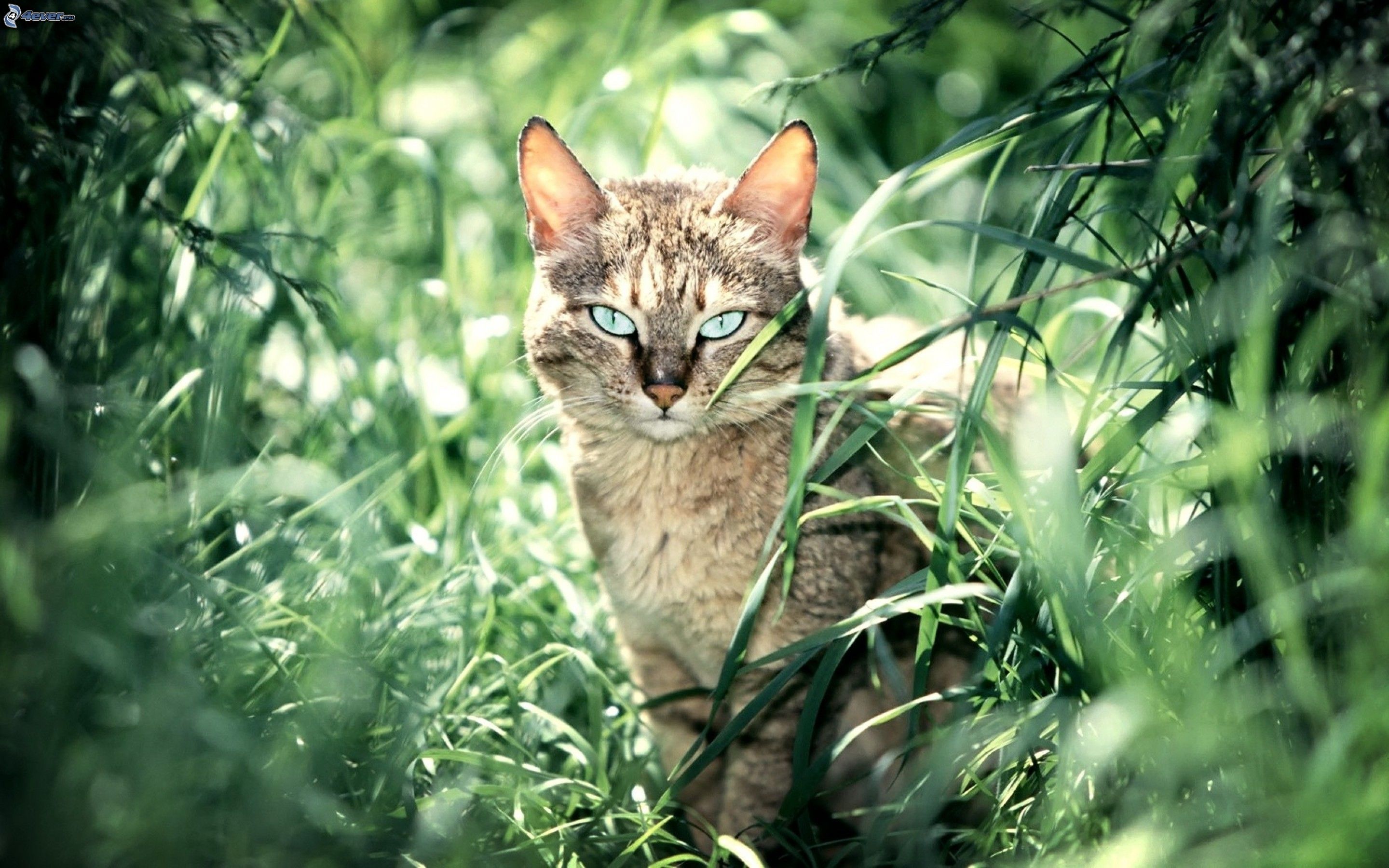 cat-in-the-grass-176331.jpg
