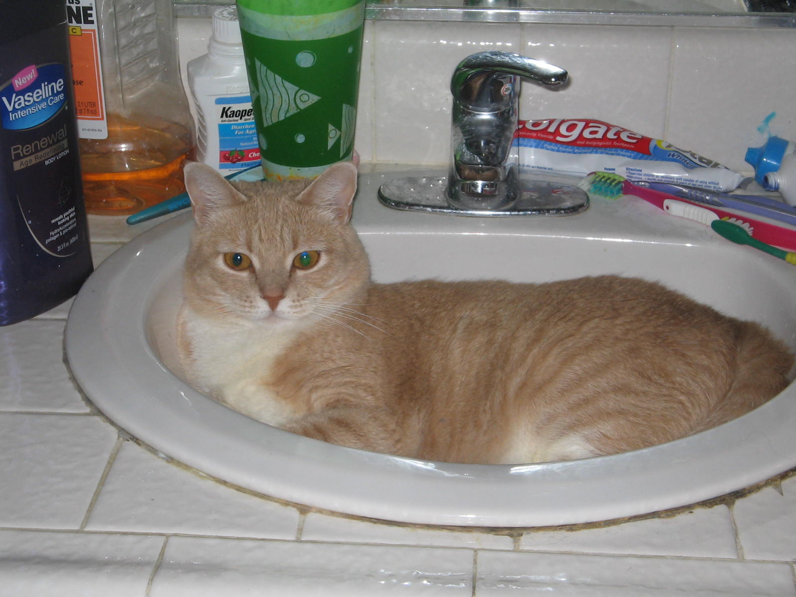 Cat in the sink photo