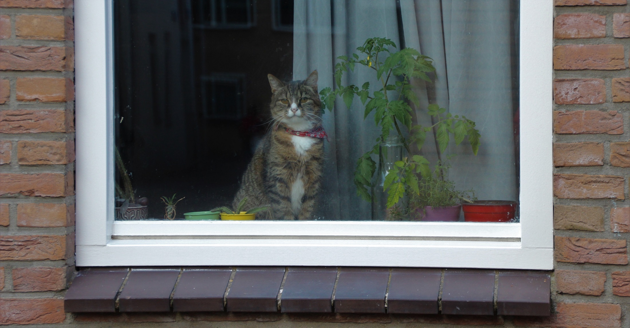 Cat in the window photo