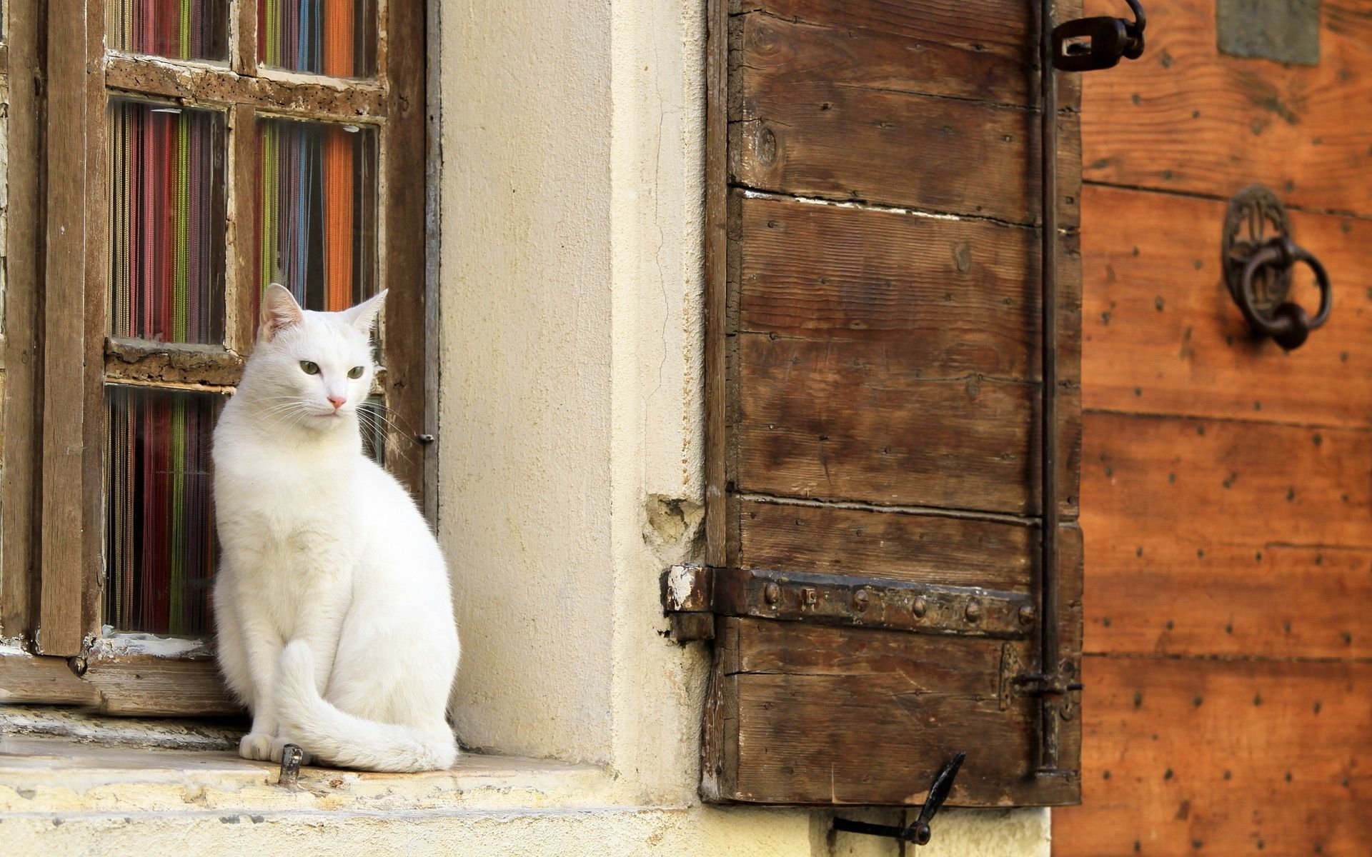 White cat in the window