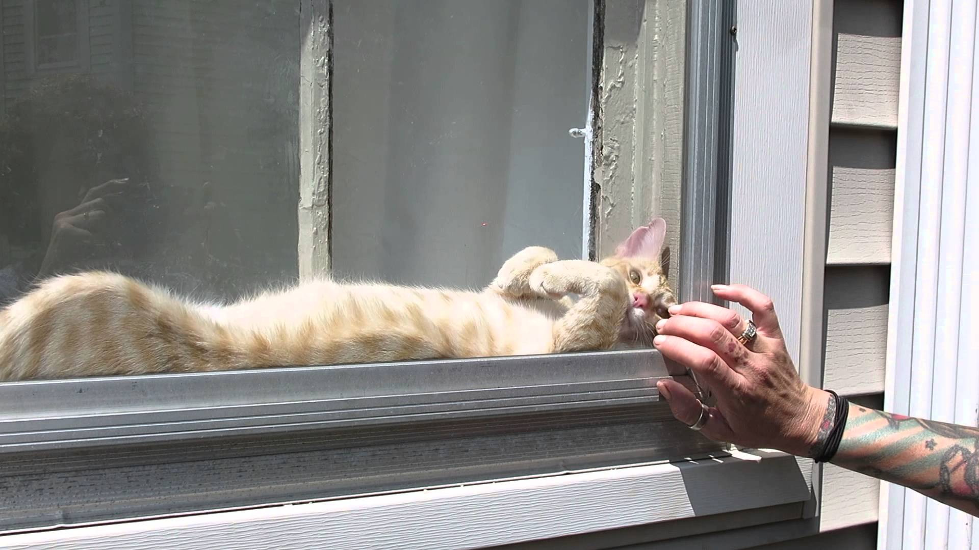 How much is that Cat in the window? - YouTube