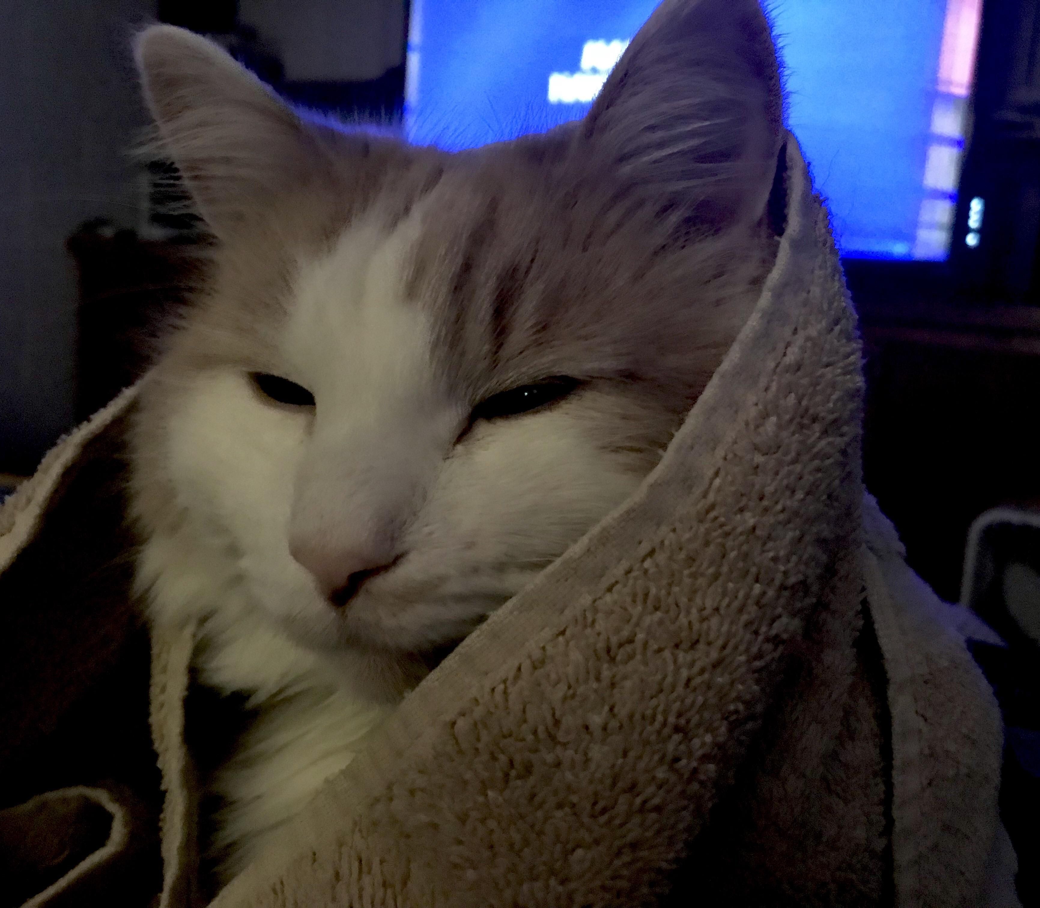 Milo in his comfort towel. | Cute Cats | Pinterest | Cat, Fluffy ...