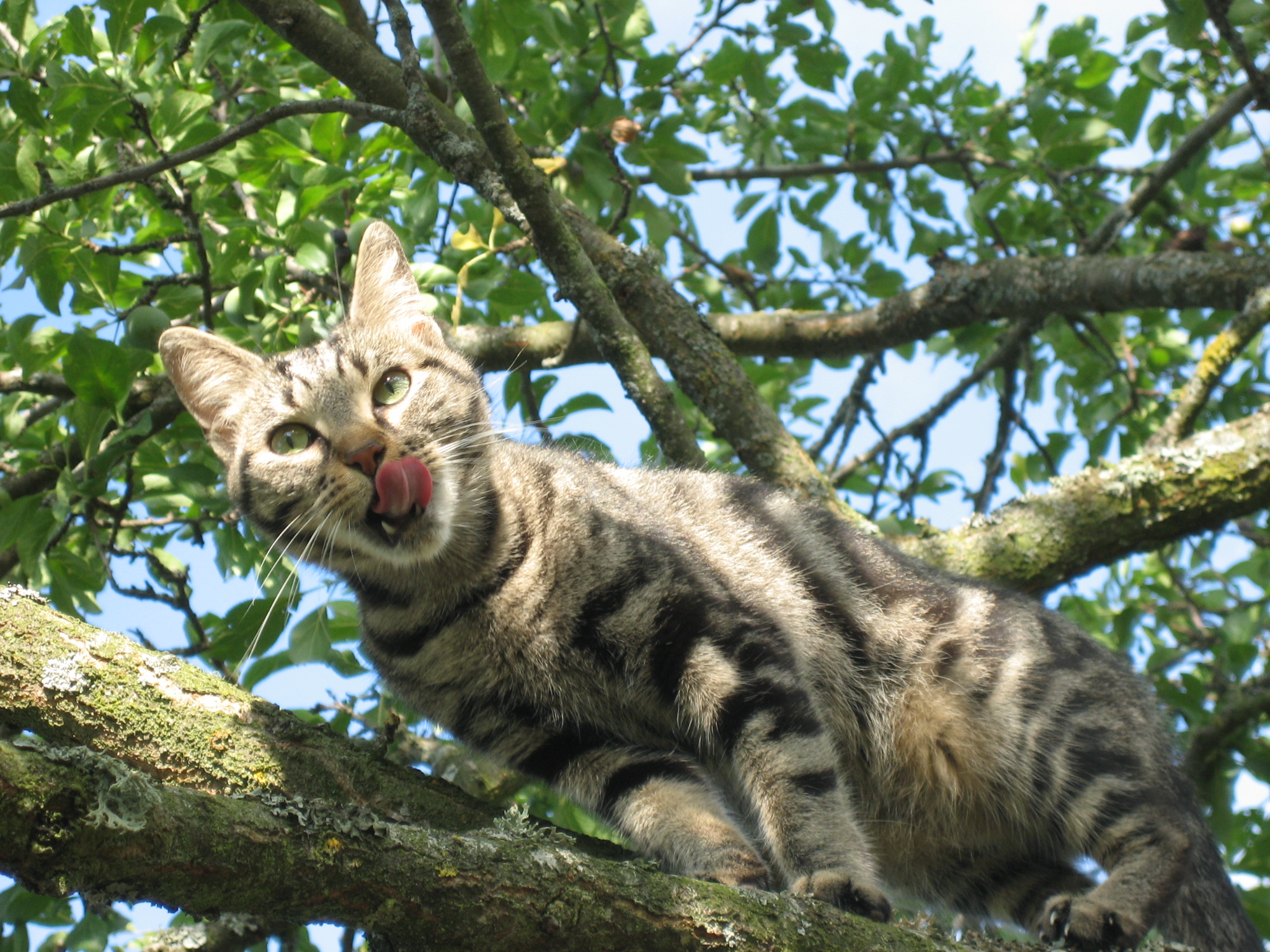 Cat in tree photo