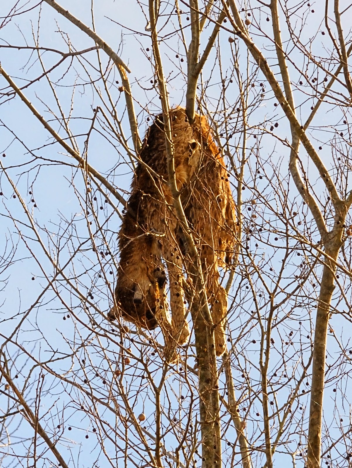 Living Alongside Wildlife: Cat Stuck in a Tree. Call the Fire ...