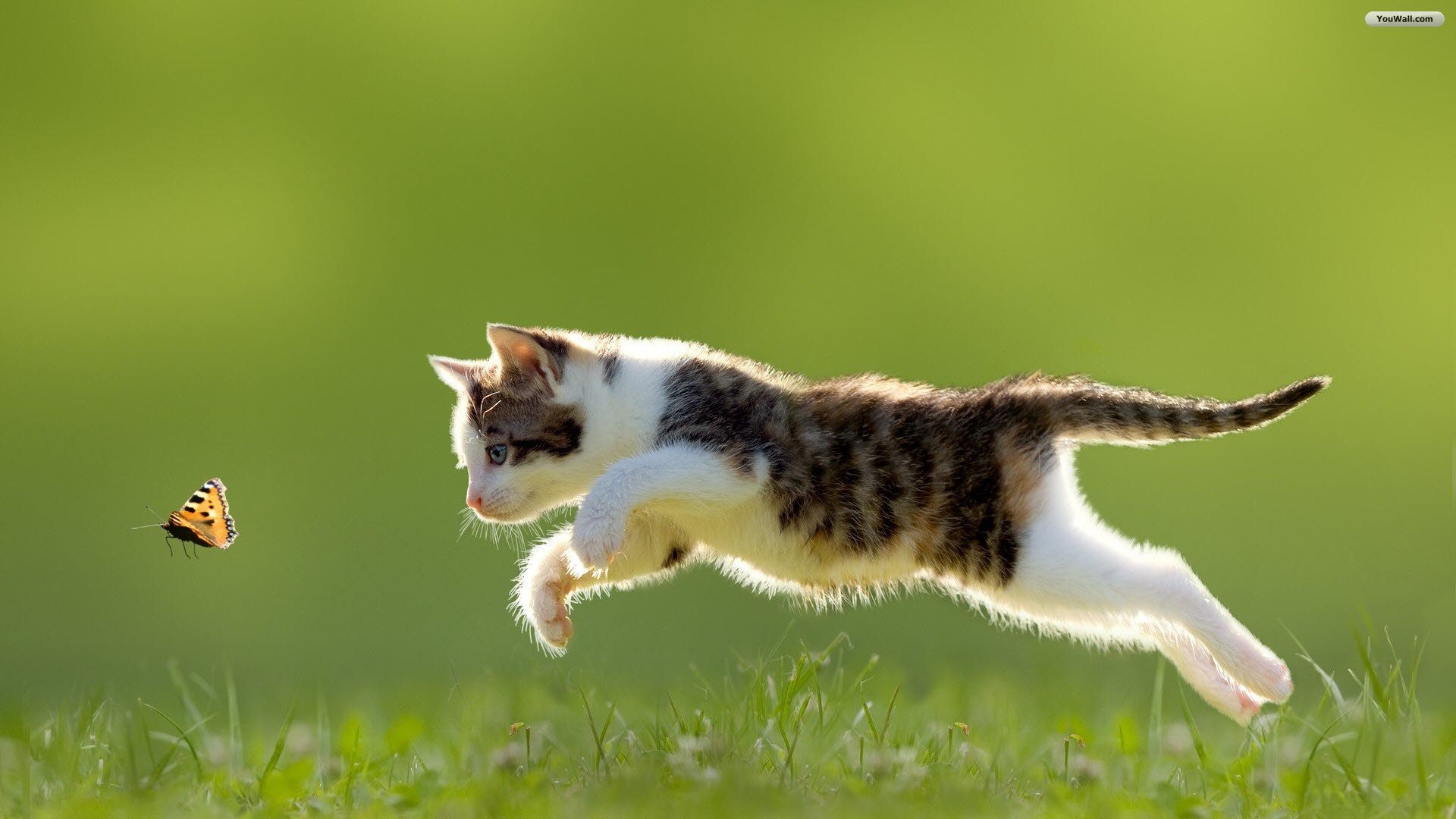 PsBattle: Cat jumping at butterfly : photoshopbattles