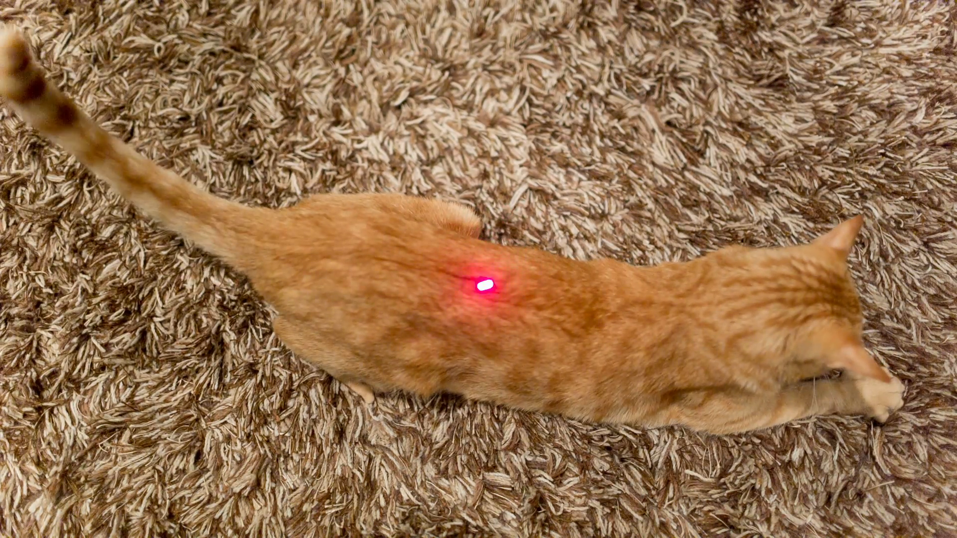 crazy cat jumping on toy - chasing red laser pointer on shag rug ...