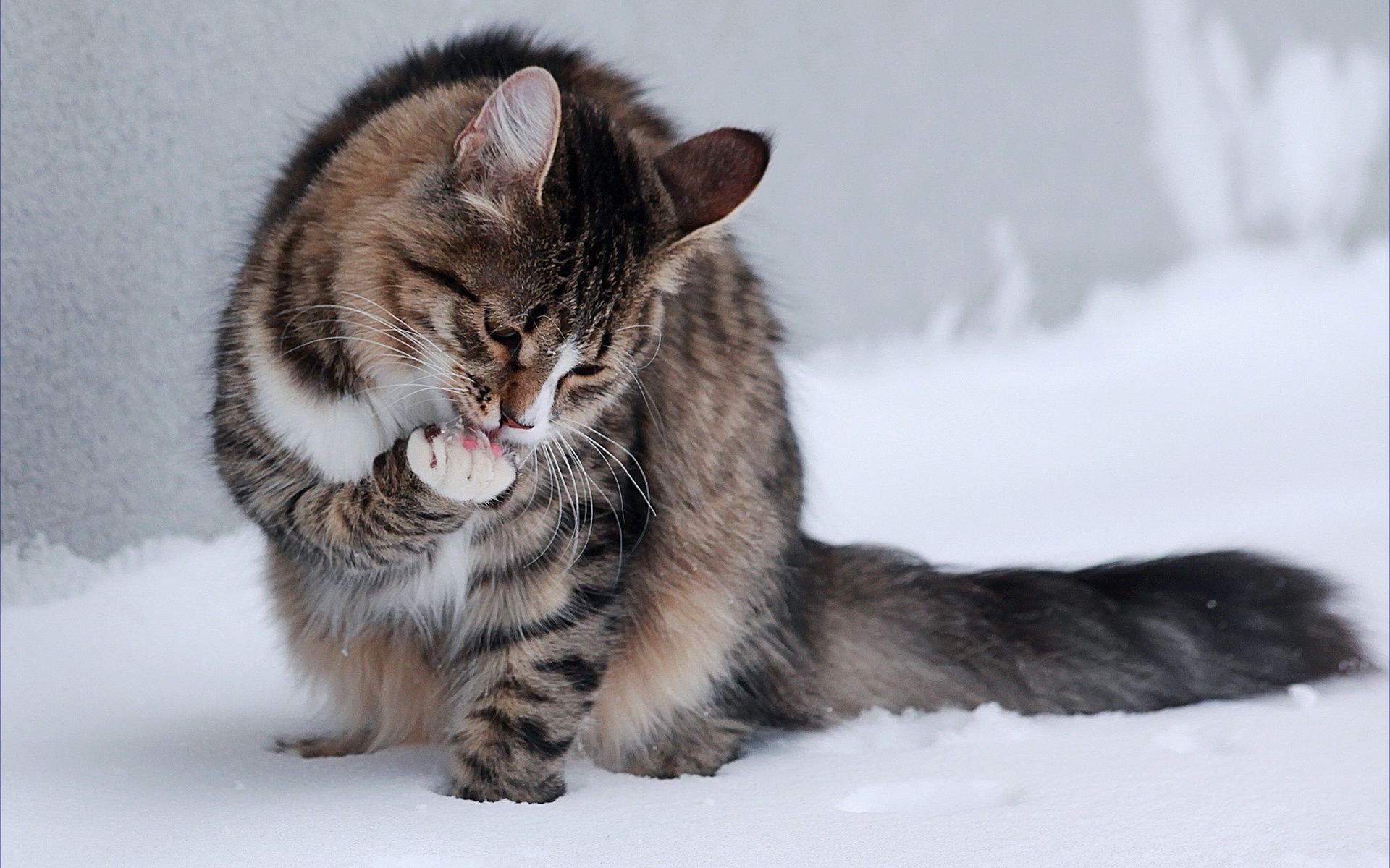 Kitty licks paw in the snow . Desktop wallpapers for free.