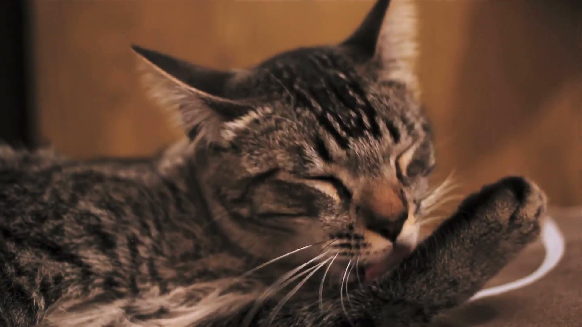 Cat licking it's paw Stock Video Footage - VideoBlocks