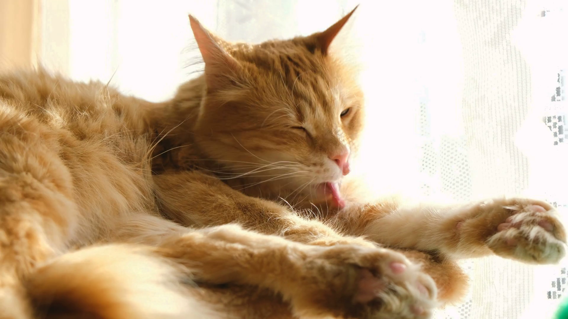 Ginger cat licking paw in the sun Stock Video Footage - VideoBlocks