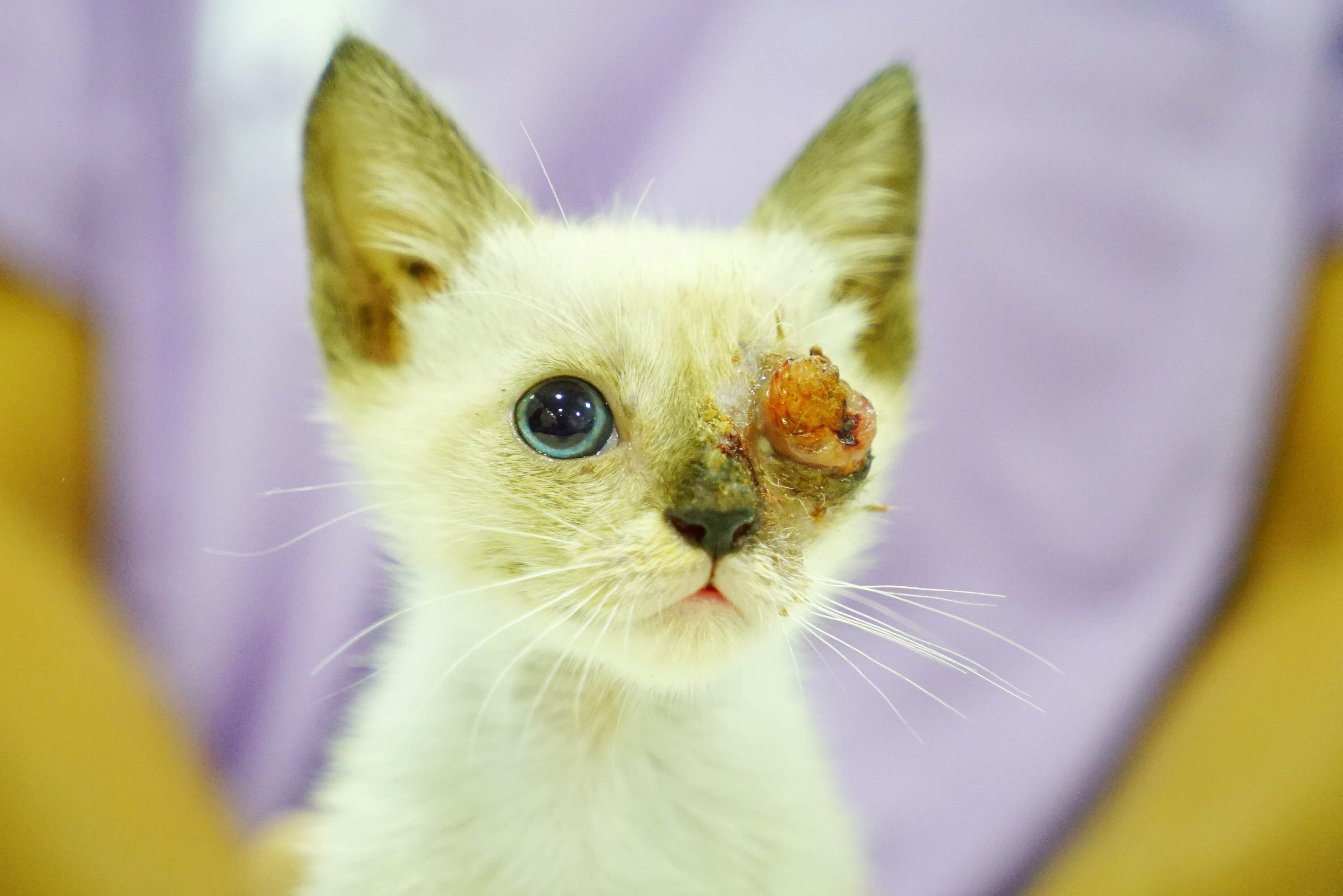 This is what happens when you throw a stone at a little cat´s face ...