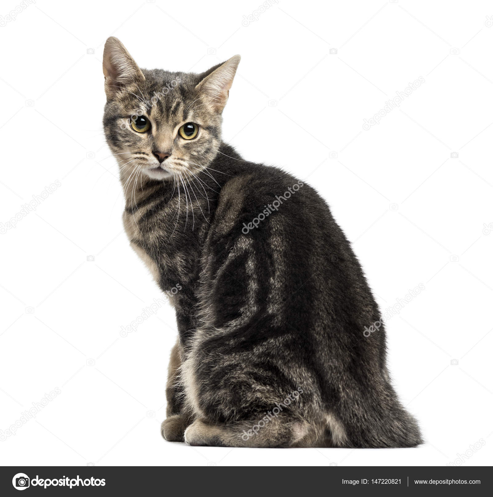 European cat sitting, looking backwards, isolated on white — Stock ...