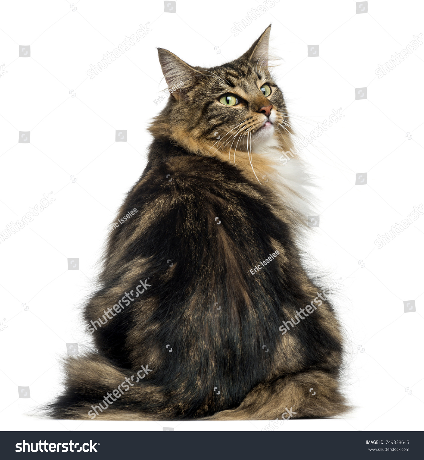 Rear View Norwegian Forest Cat Looking Stock Photo 749338645 ...