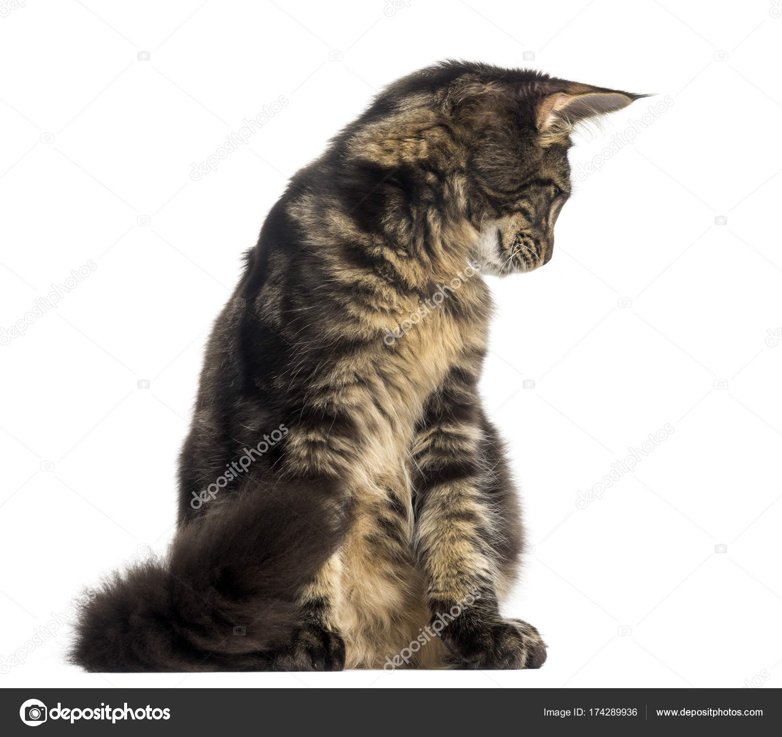 Front view of a Maine Coon kitten sitting, looking backward, 4 m ...