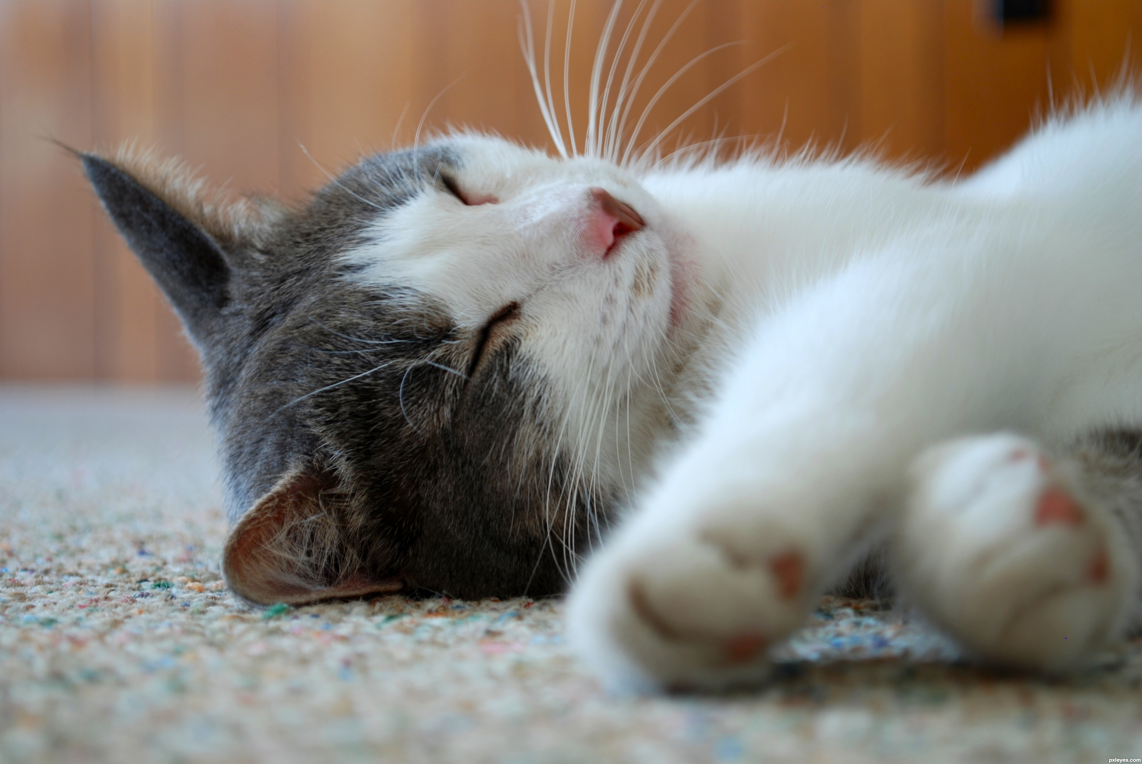 Cat Nap picture, by k5683 for: snooze 2 photography contest ...