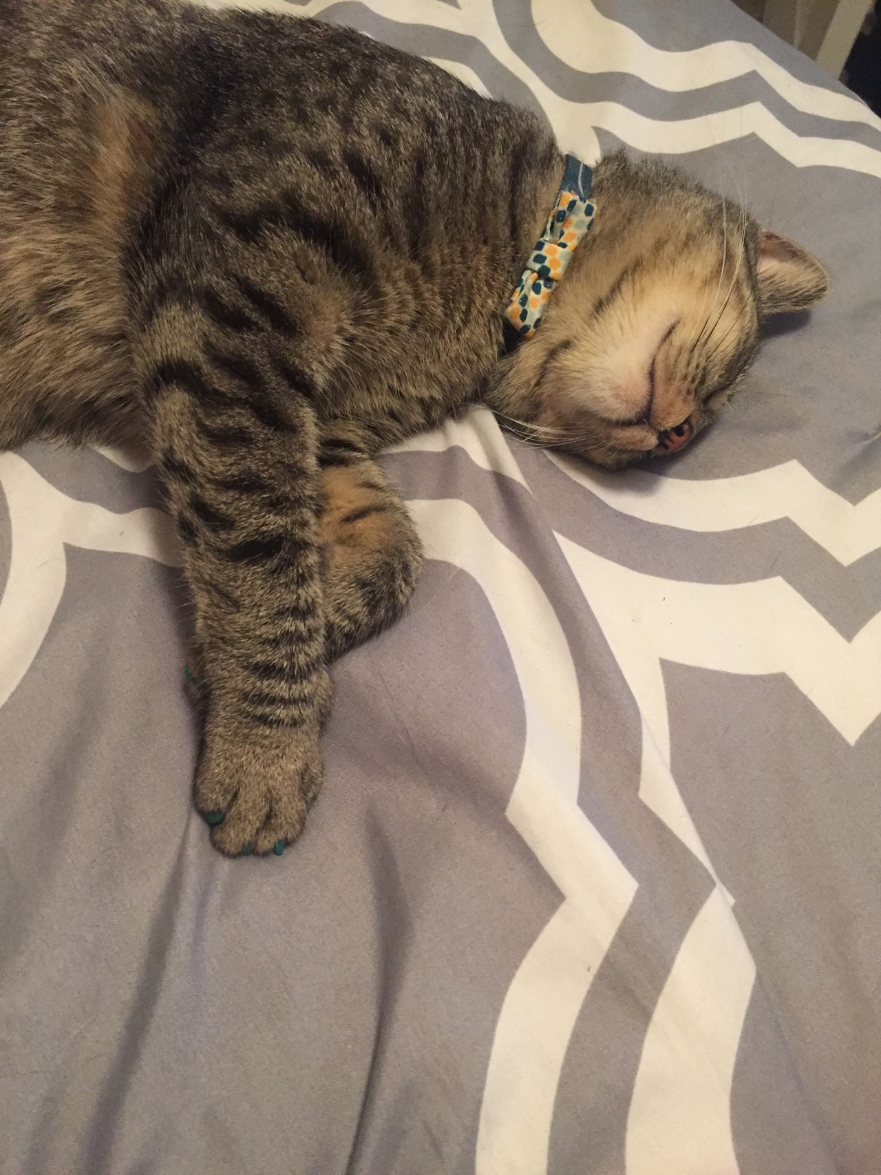 Foap.com: Cat nappin | stripes, relaxation, portrait, indoors stock ...
