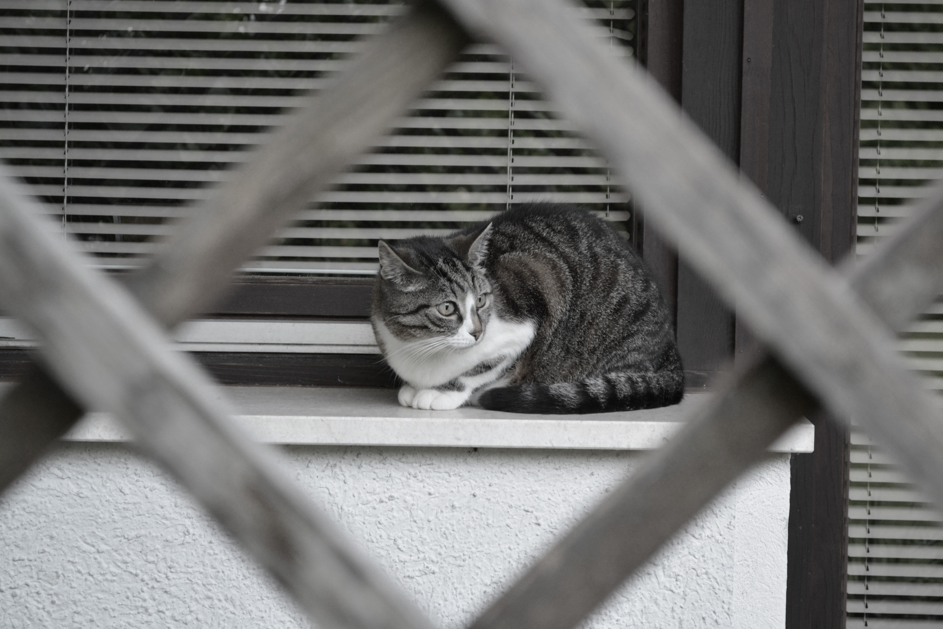 Cat on a window board photo