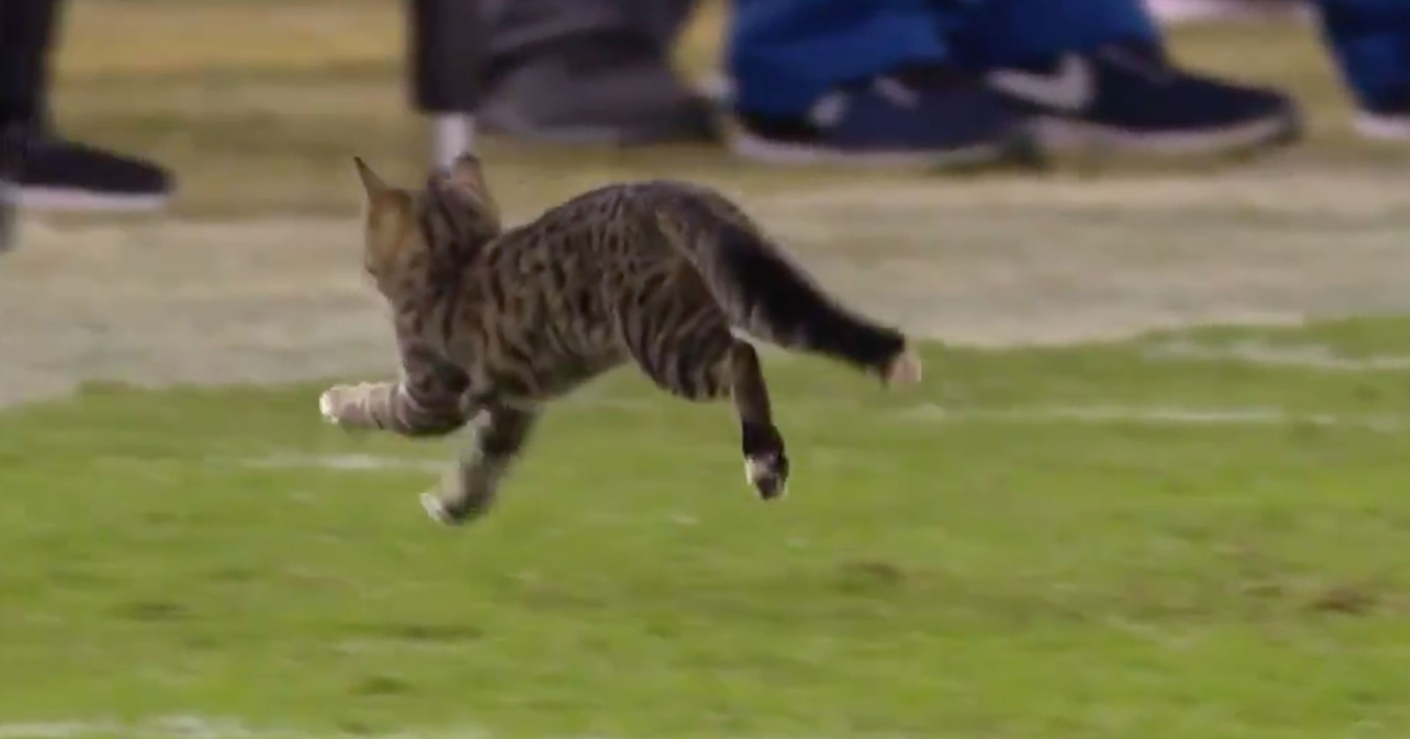 Kitten Runs On The Field During Ravens-Dolphins Thursday Night ...