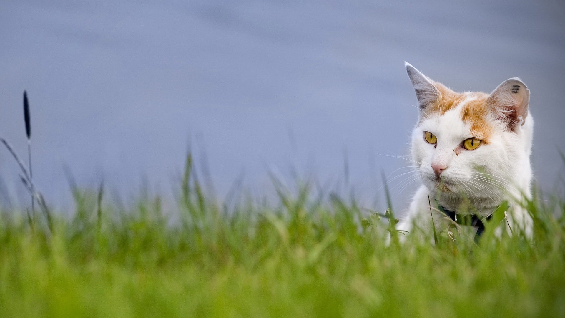 White and orange cat on green grass field during daytime HD ...
