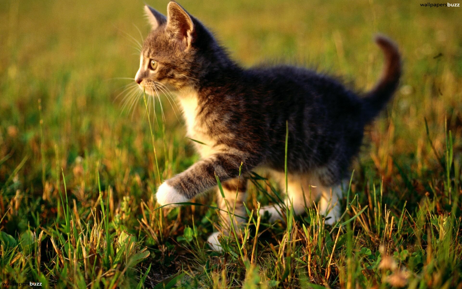 Little cat in a field HD Wallpaper