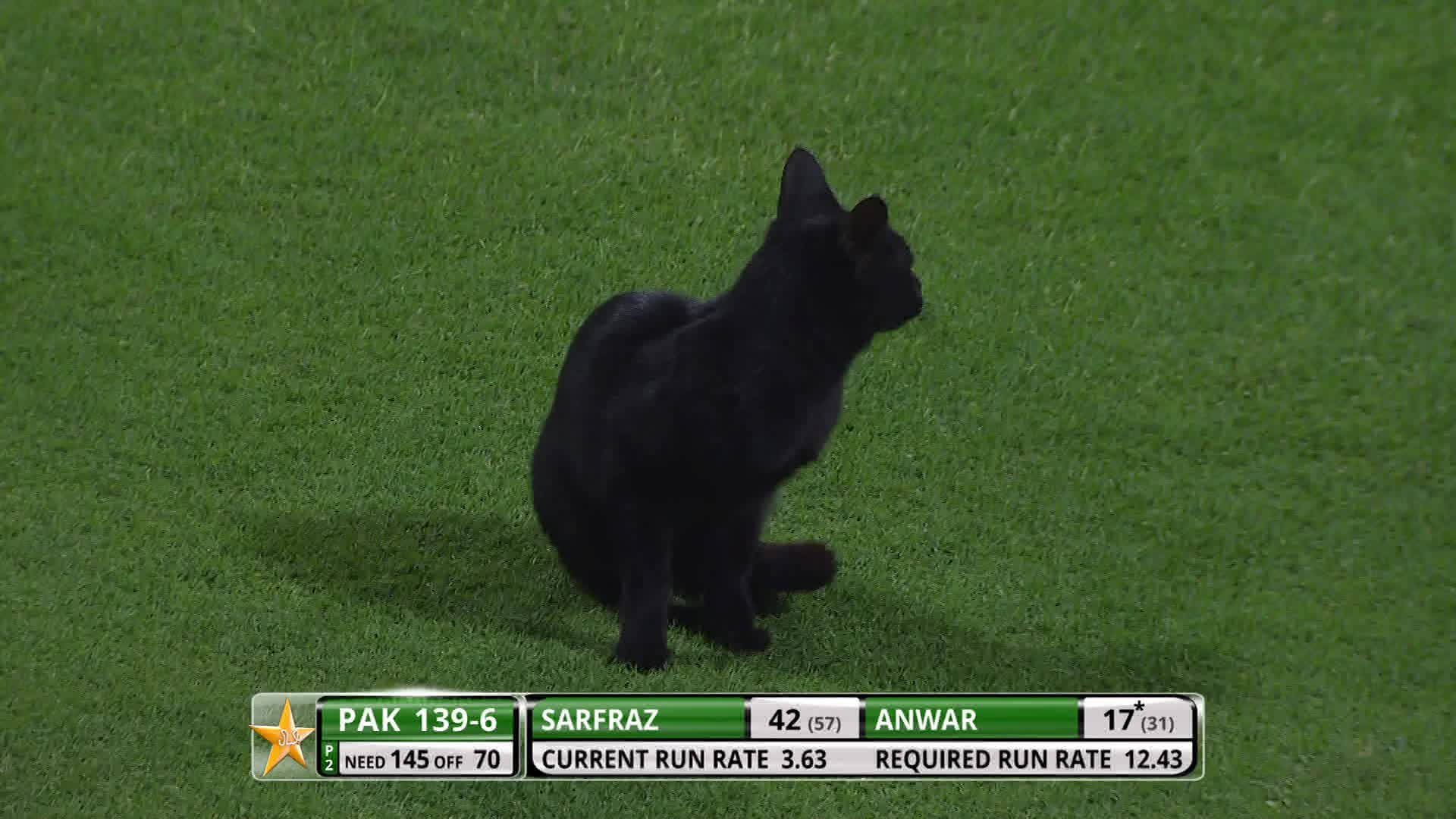 Pakistan v England: Cats enter the field in second ODI in Abu Dhabi ...
