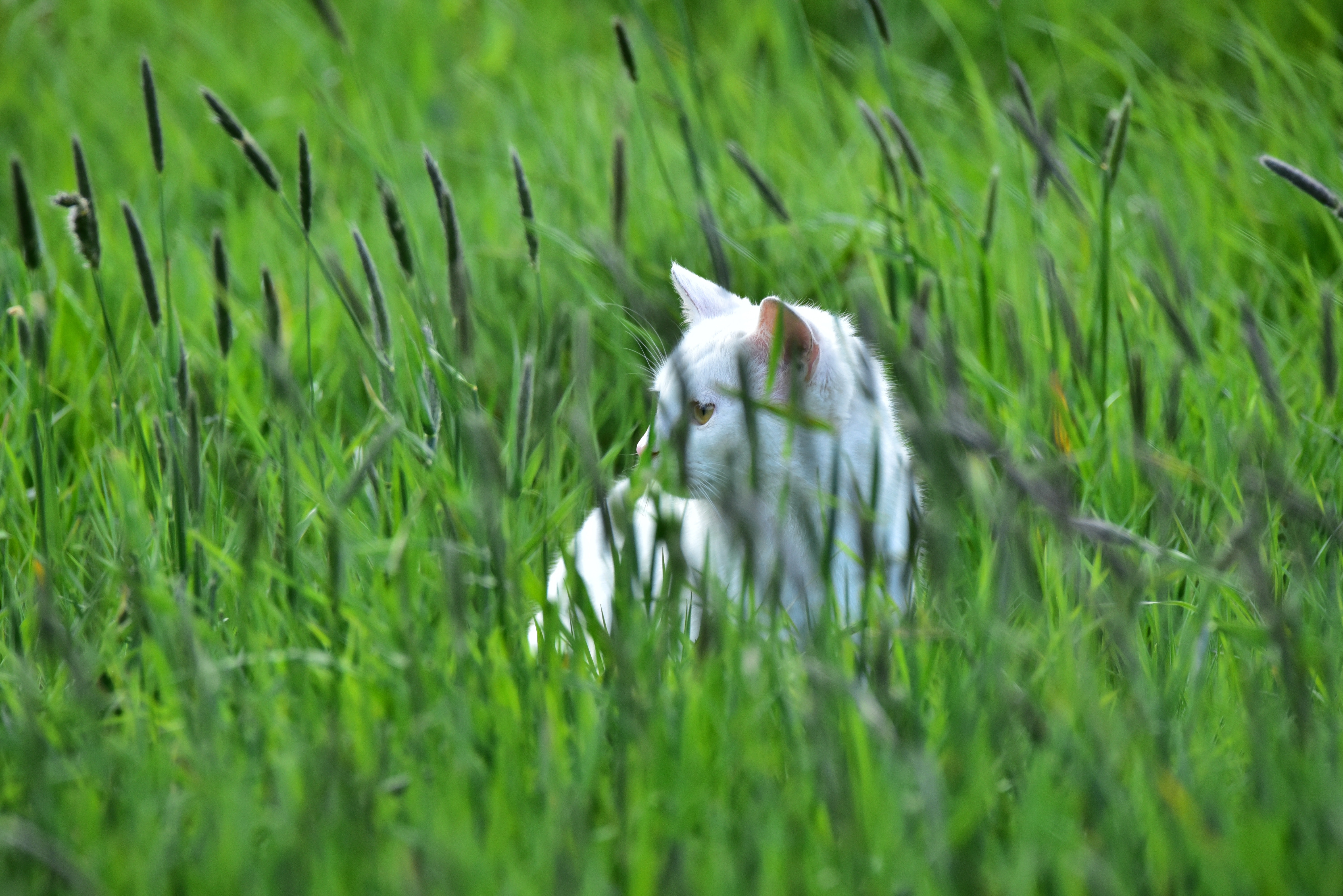 Cat on field photo