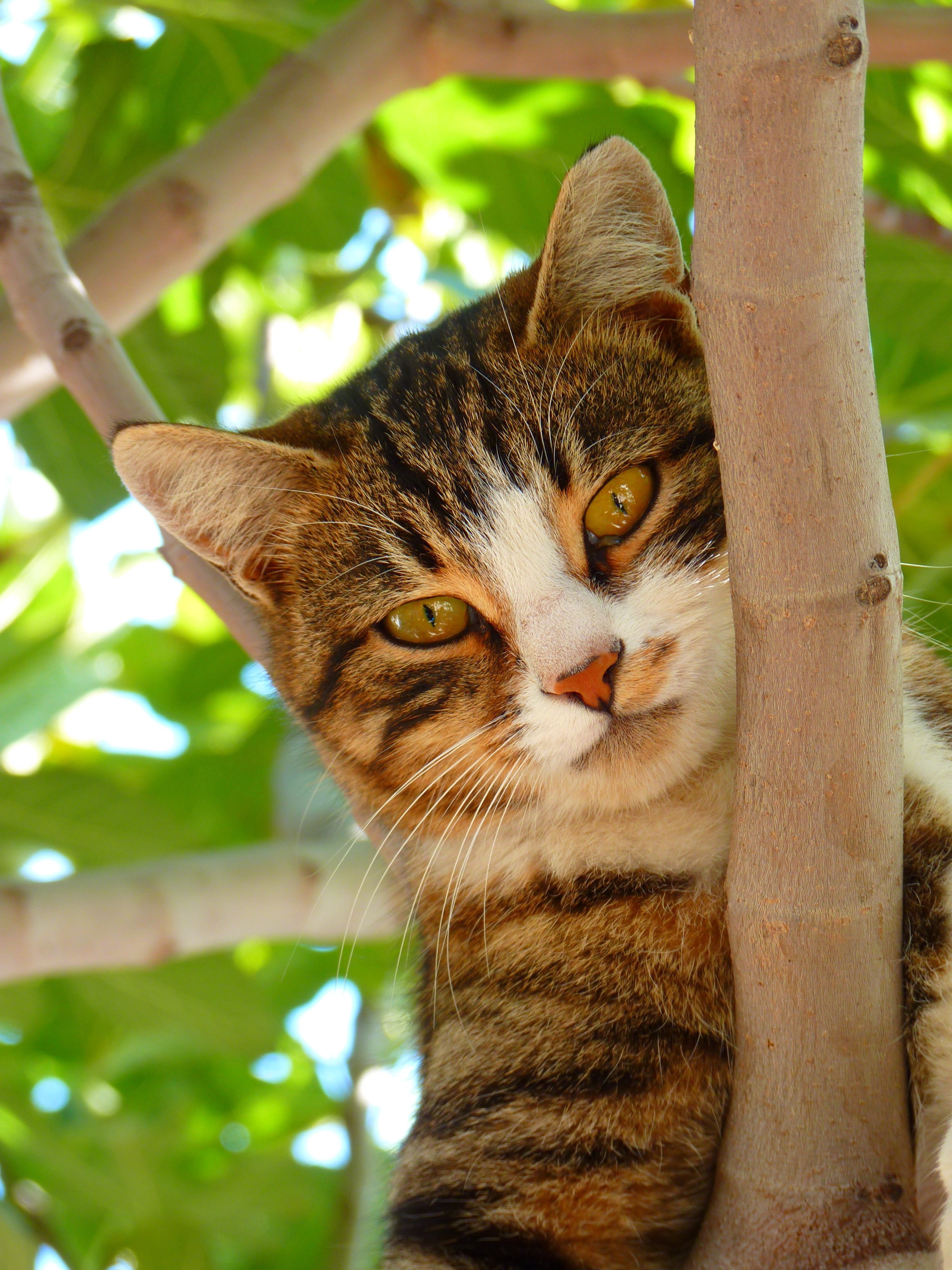 Cat on tree branch during daytime focus photography