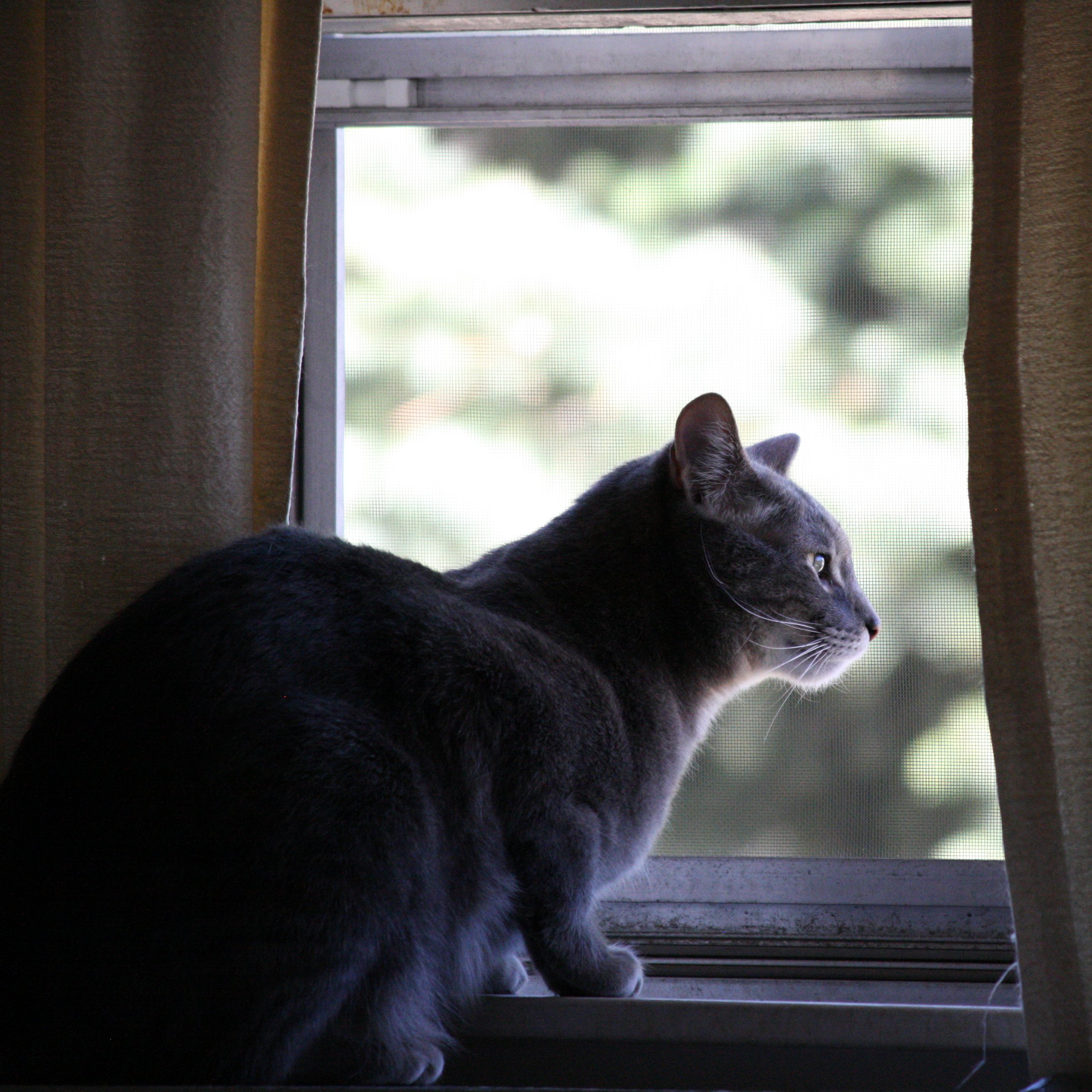 Cat Looking Out Window Picture | Free Photograph | Photos Public Domain