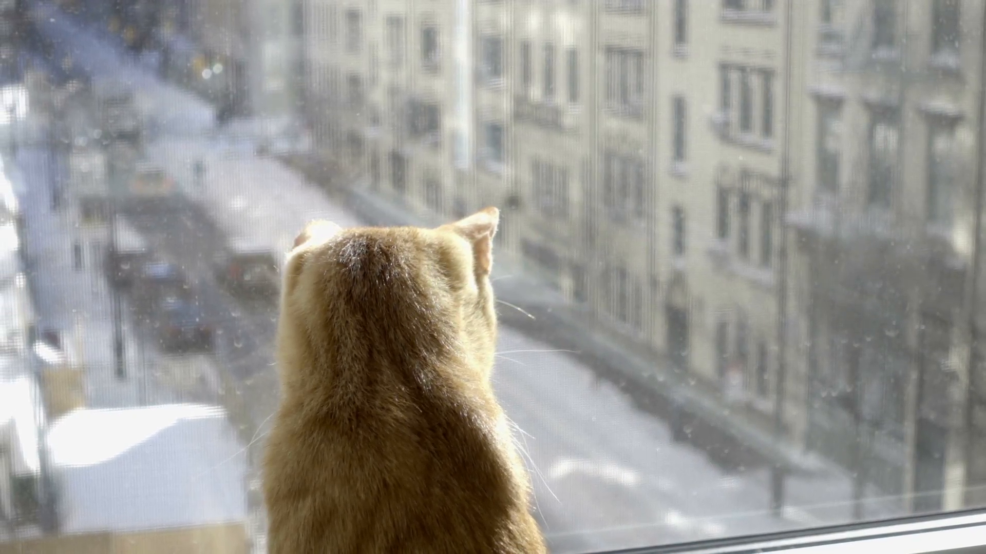 zooming out from cat on window sill looking out on snow in street ...