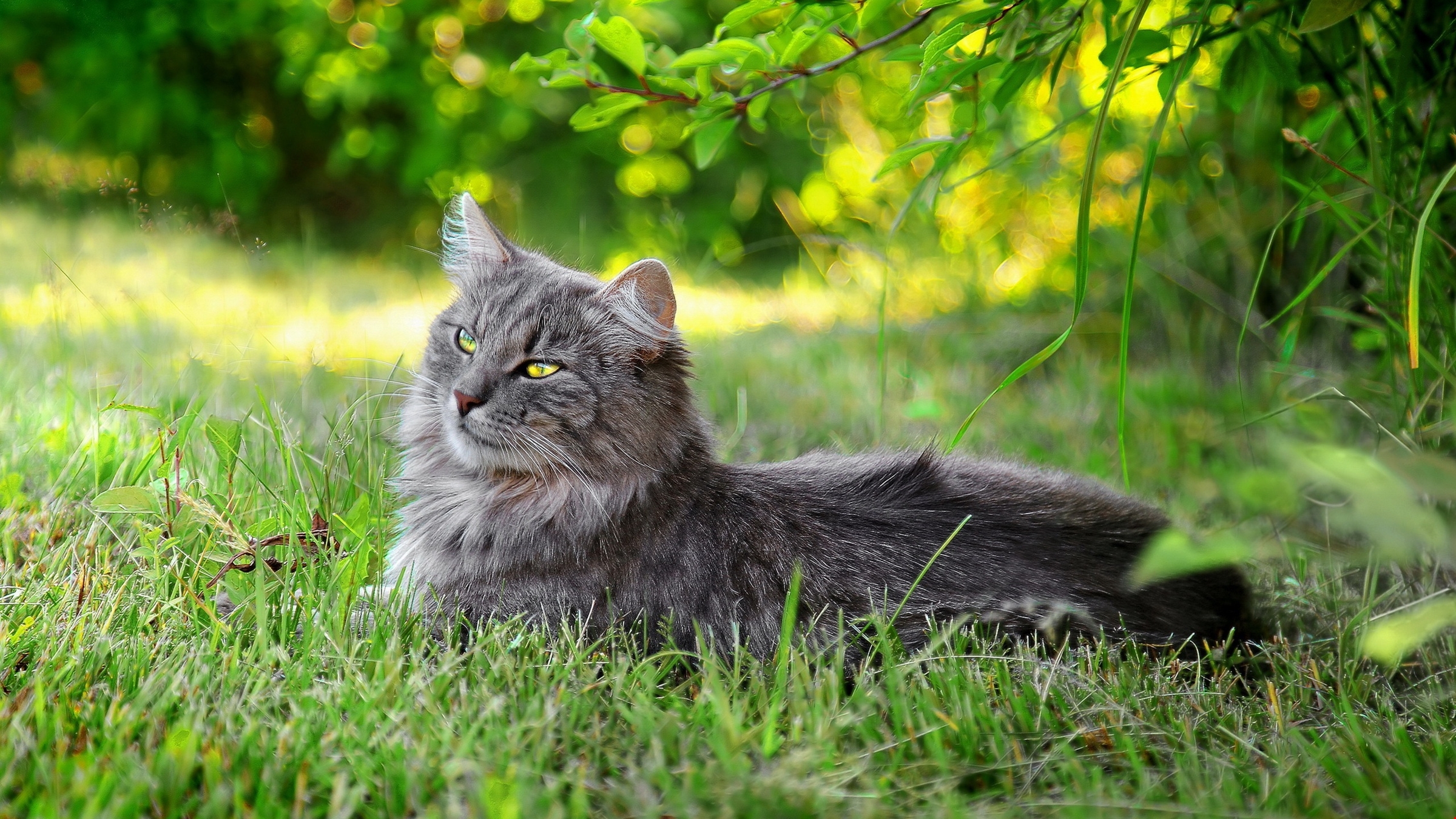 Lazy Cat Outdoors Background #58485 | HD Wallpapers 5k