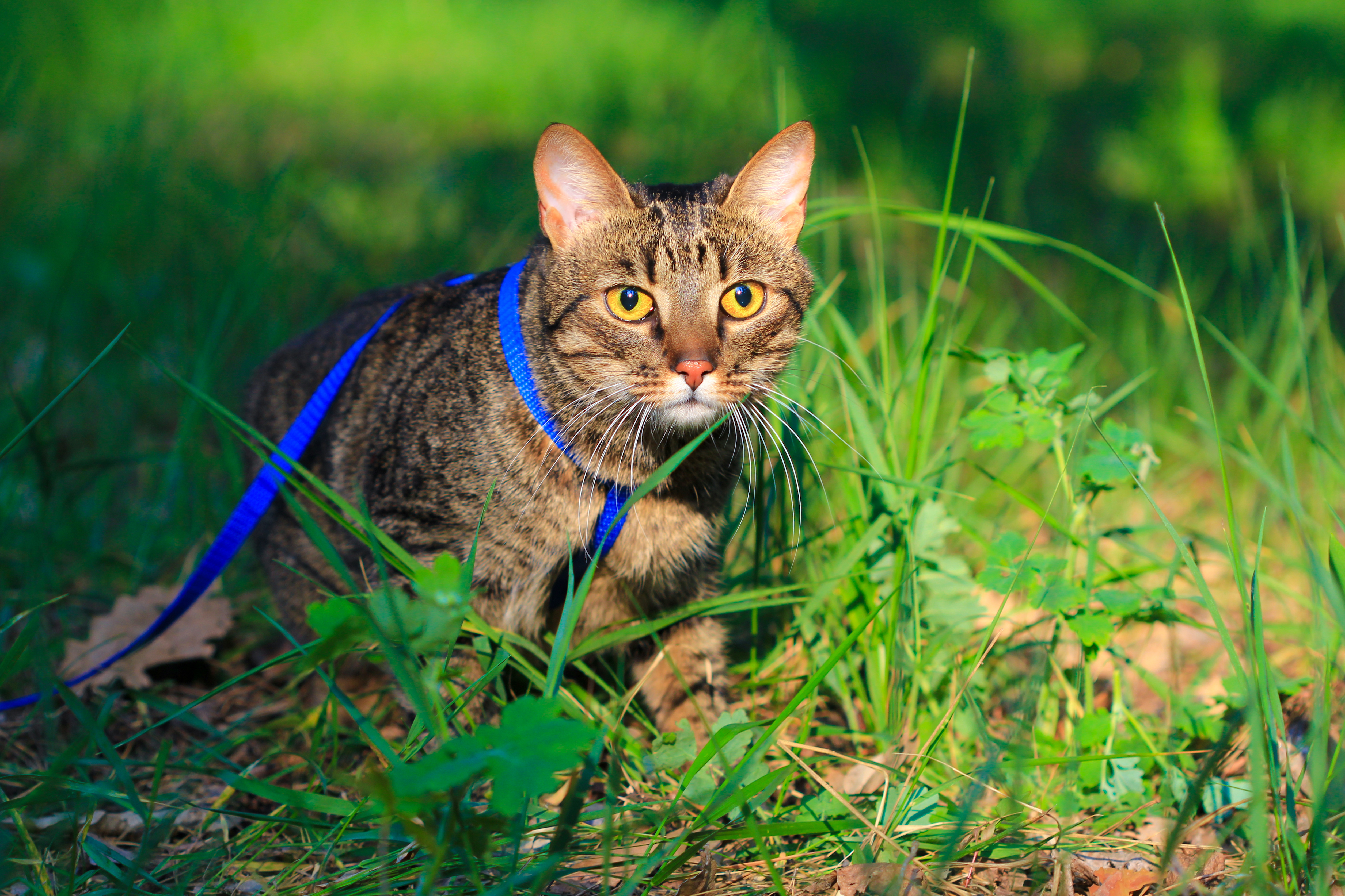 How to Take Your Cat on an Outdoor Adventure