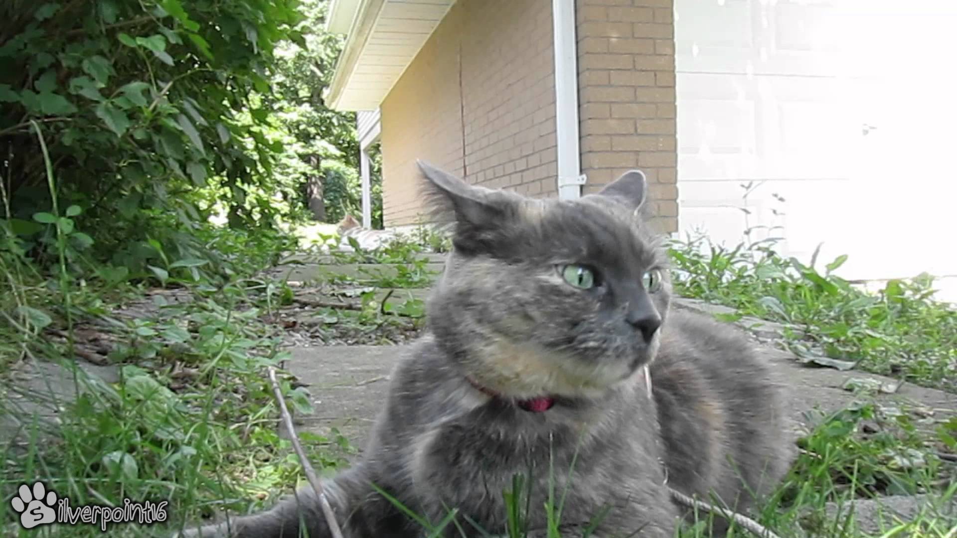 Cat Outdoors Adventures - YouTube