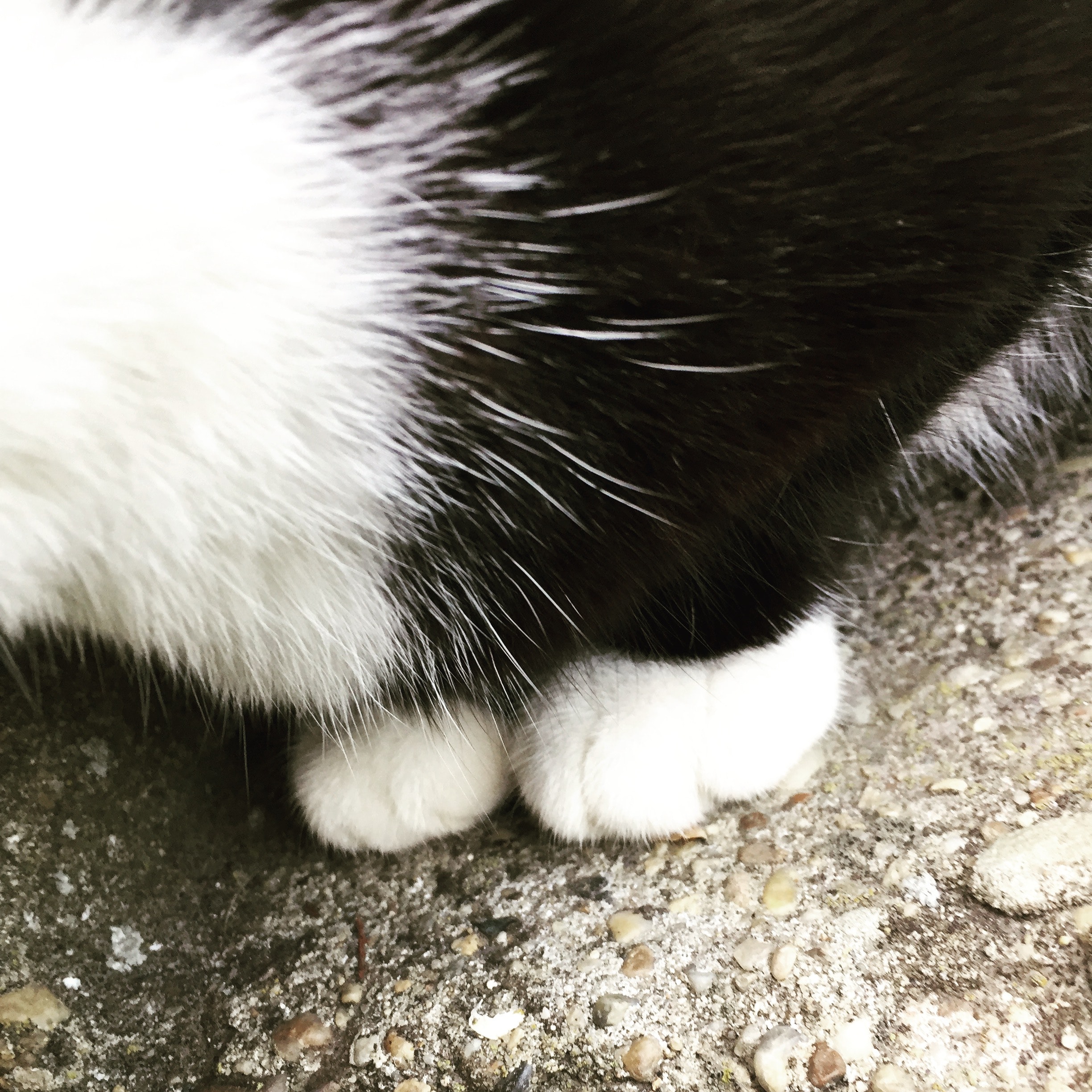Free stock photo of cat, paw, paws