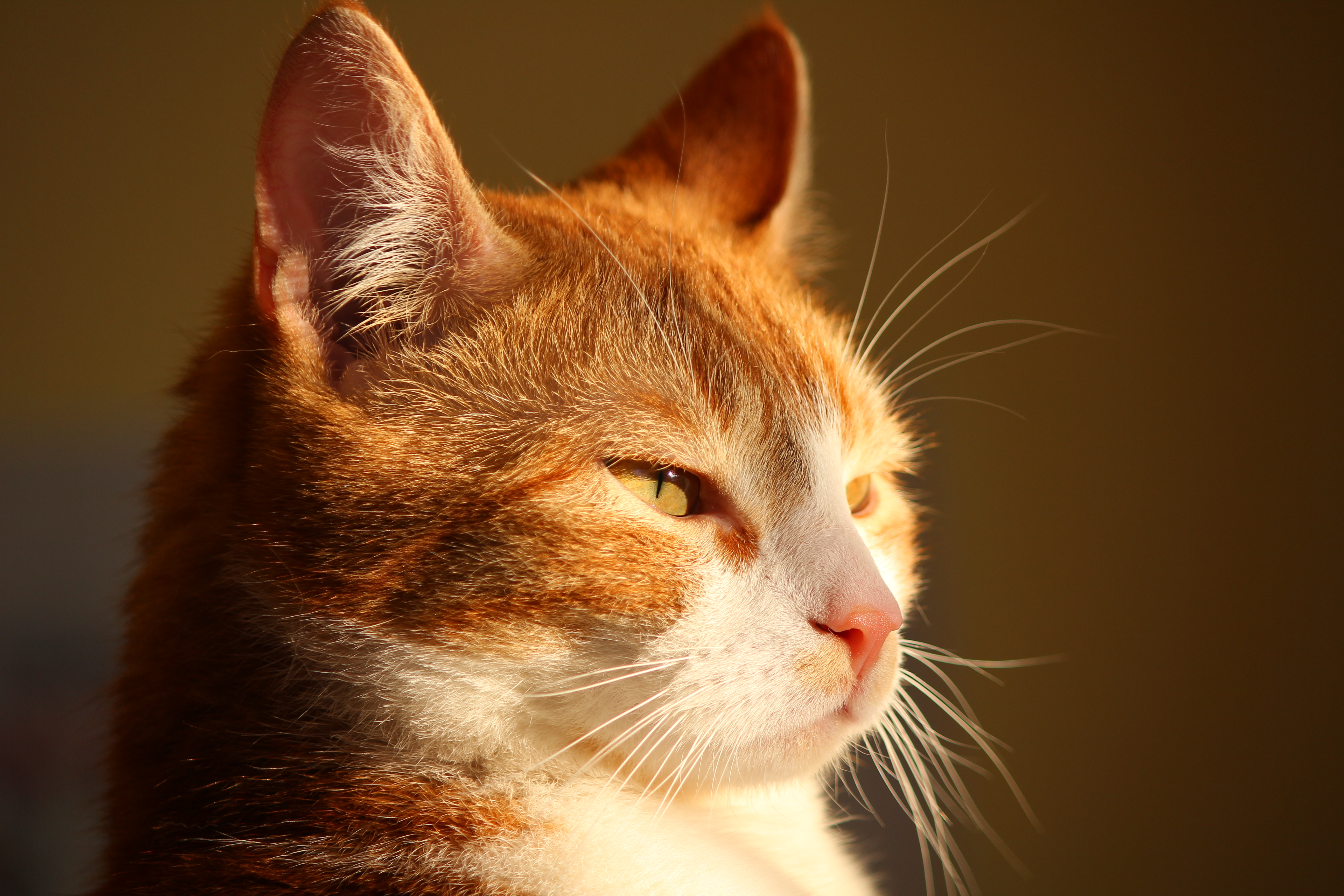 Cat portrait photo