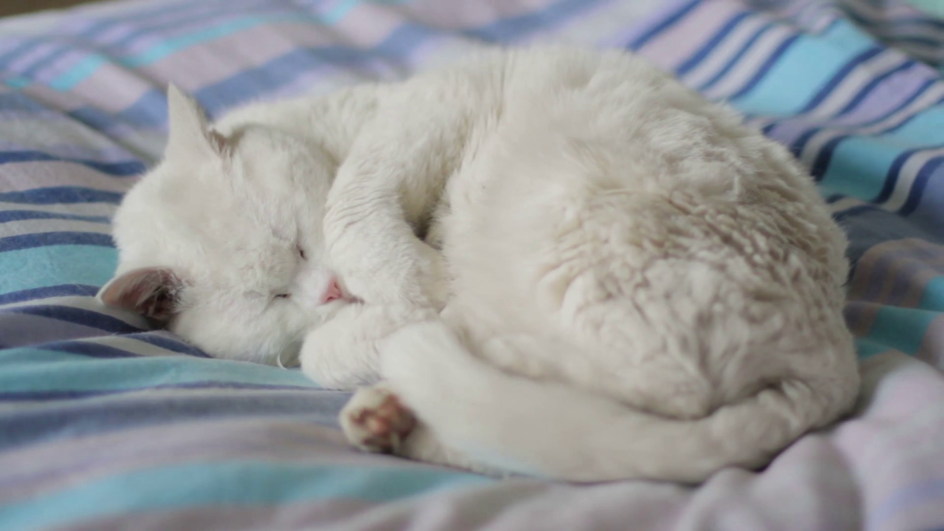 Sleeping White Cat in Blue Stripe Bed Stock Video Footage - VideoBlocks