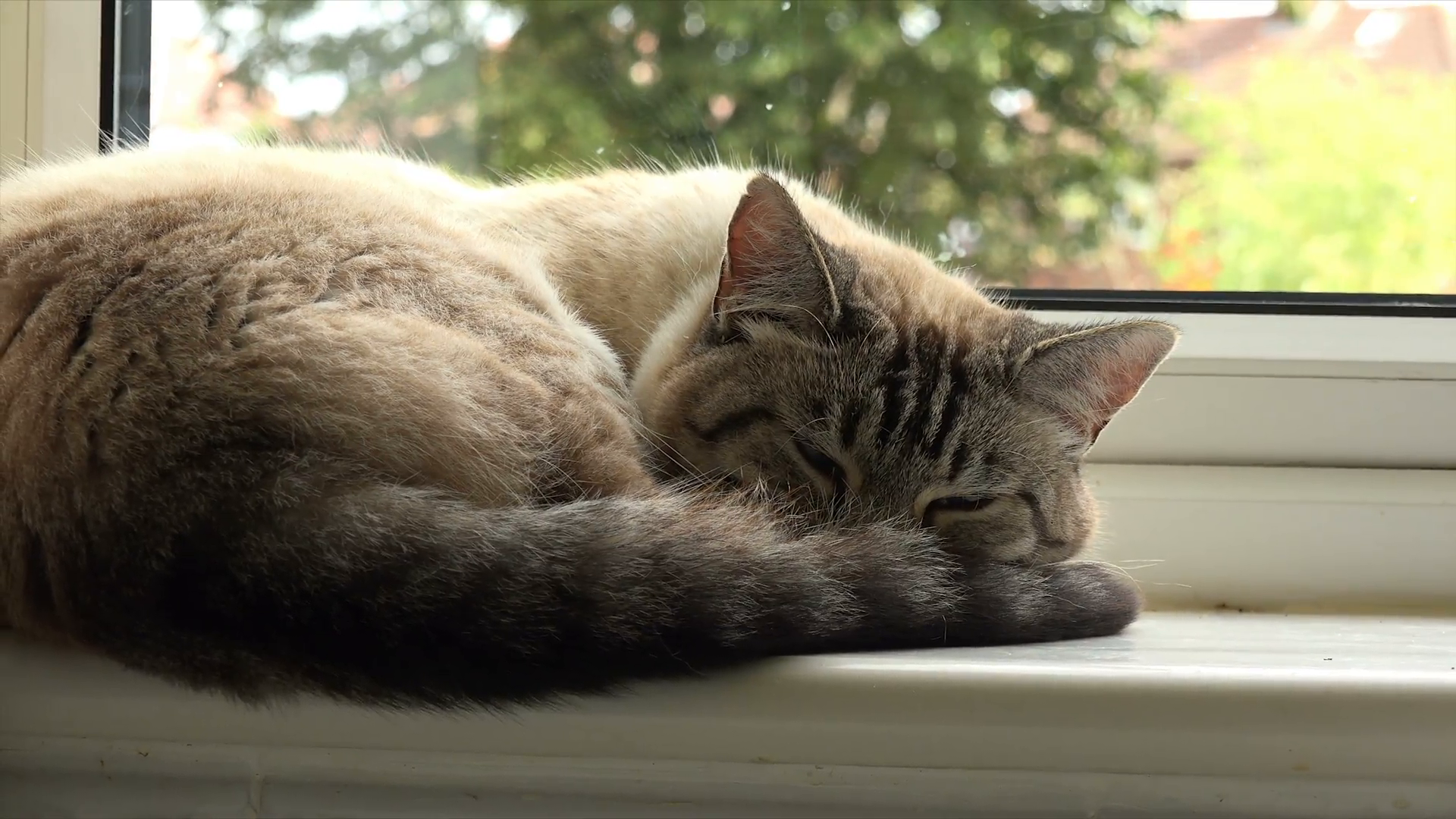 Bengal cat curled up sleeping on window sill Stock Video Footage ...