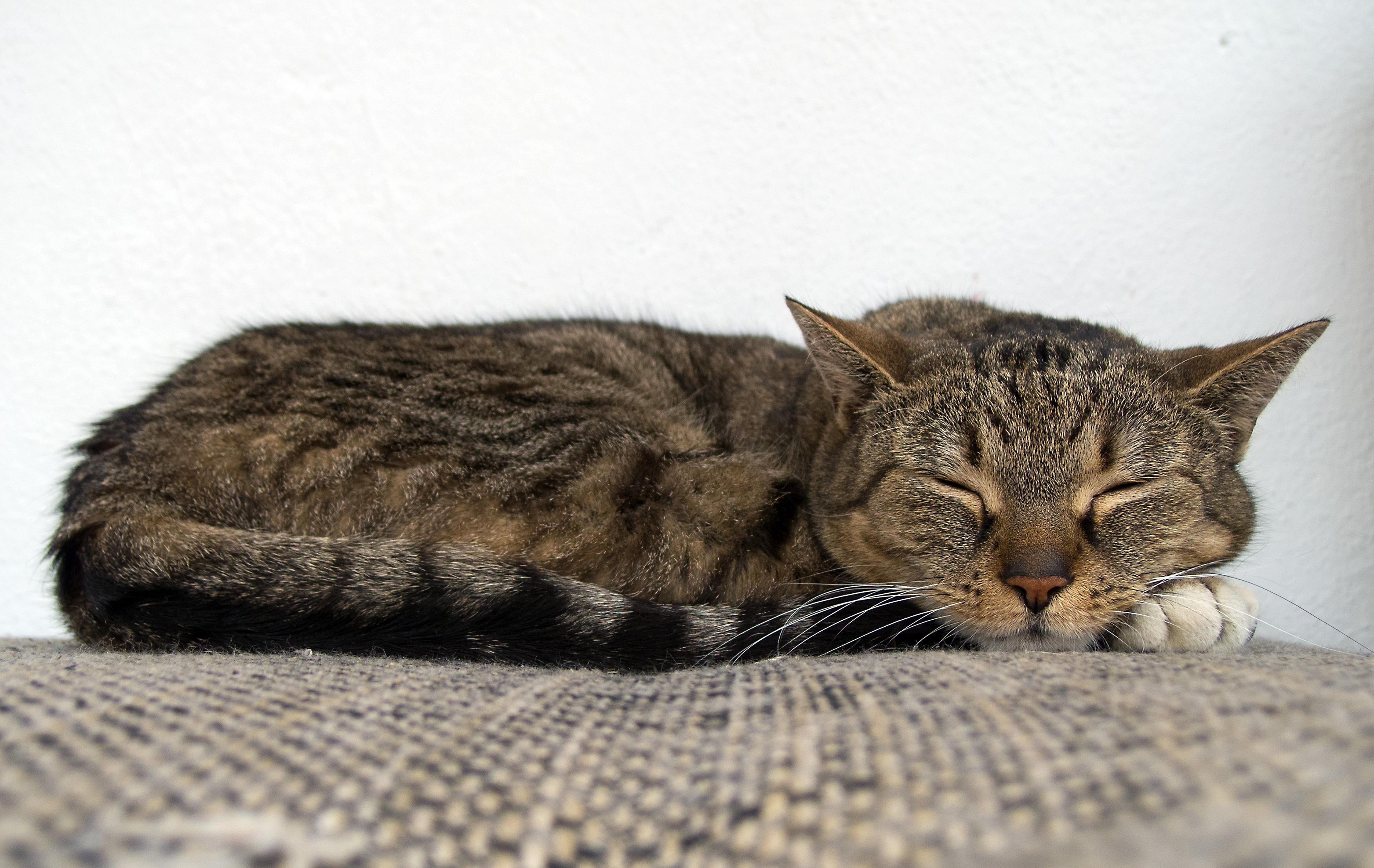 Free Image: Cat Sleeping On The Couch | Libreshot Public Domain Photos
