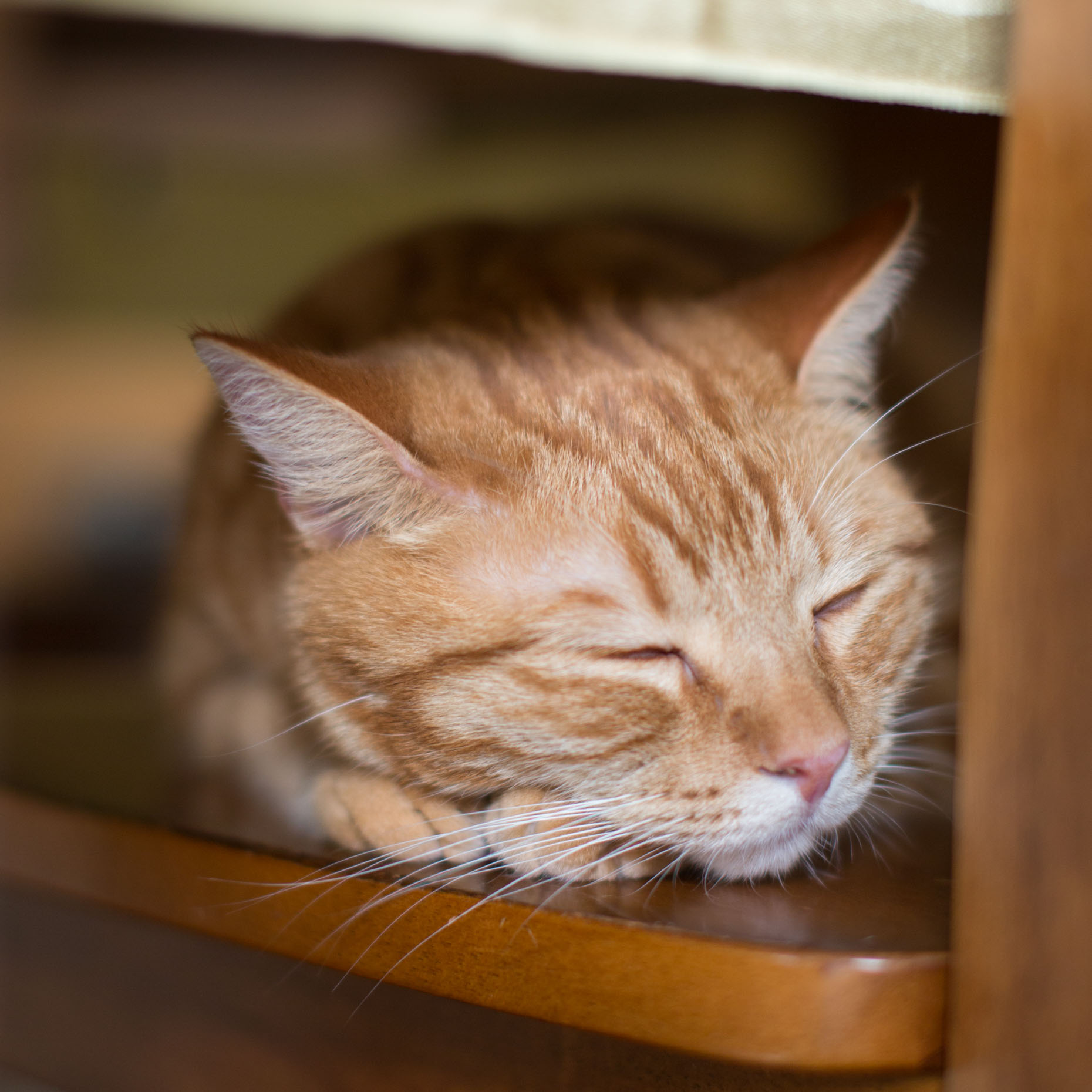 Pet Photography | Orange Cat Sleeping by Mark Rogers