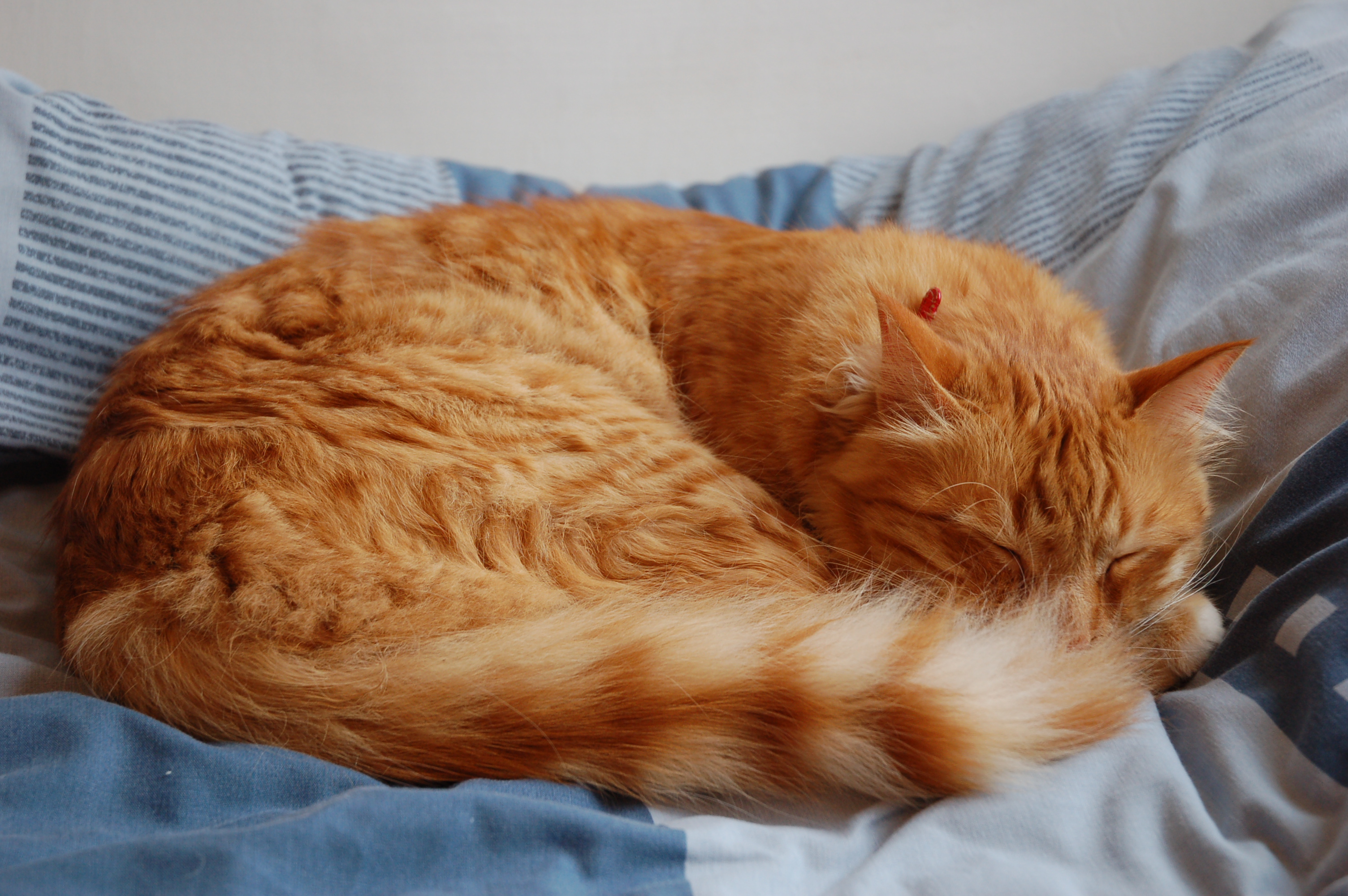 File:Domestic cat sleeping.JPG - Wikimedia Commons