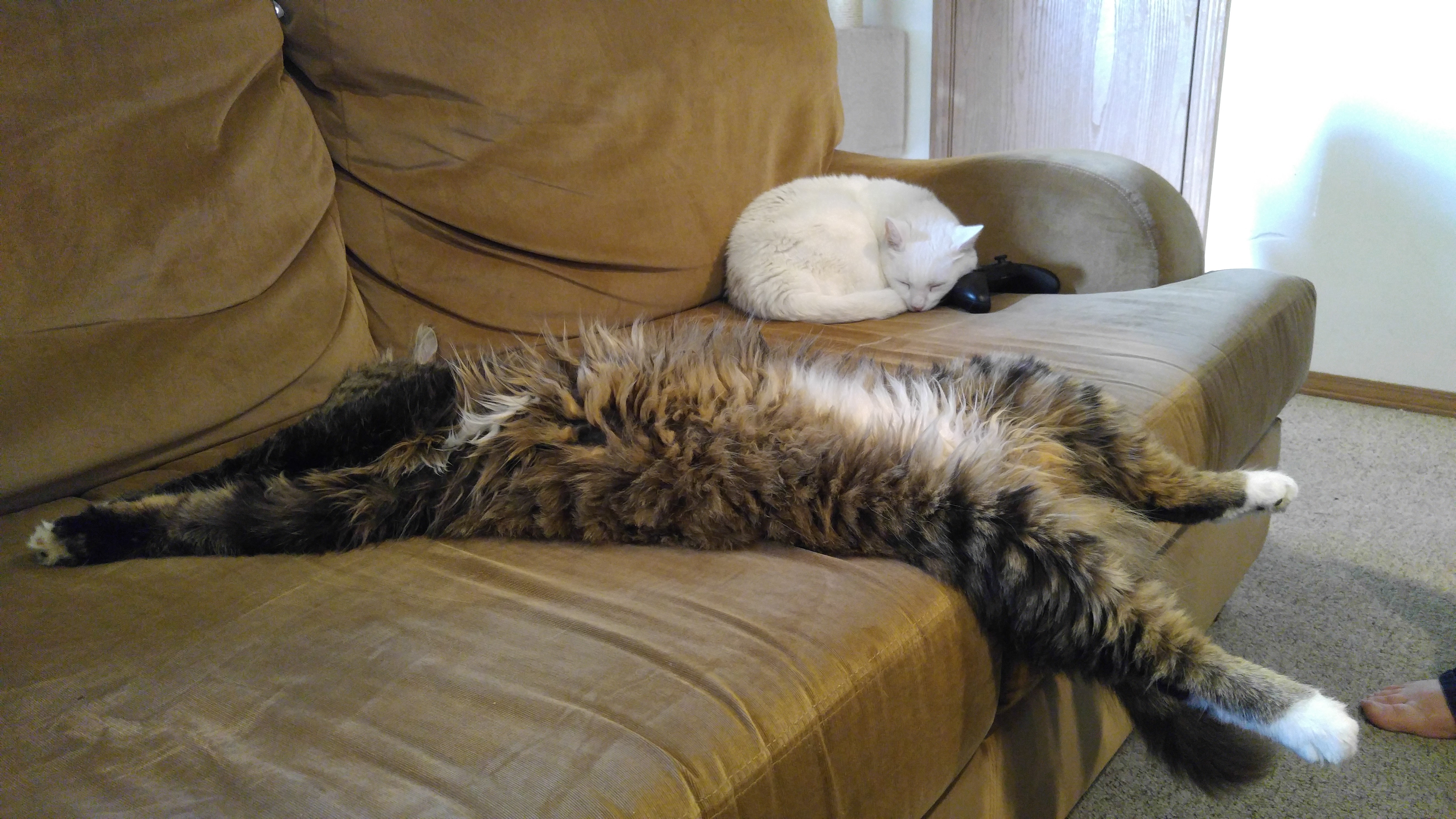 How a Maine Coon sleeps. Normal cat sleeping included for reference ...