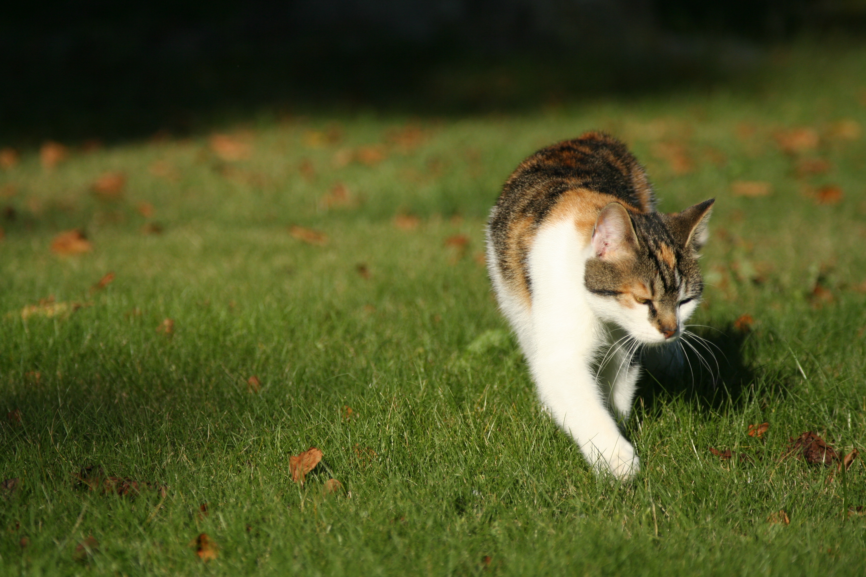 Cat walking on grass photo