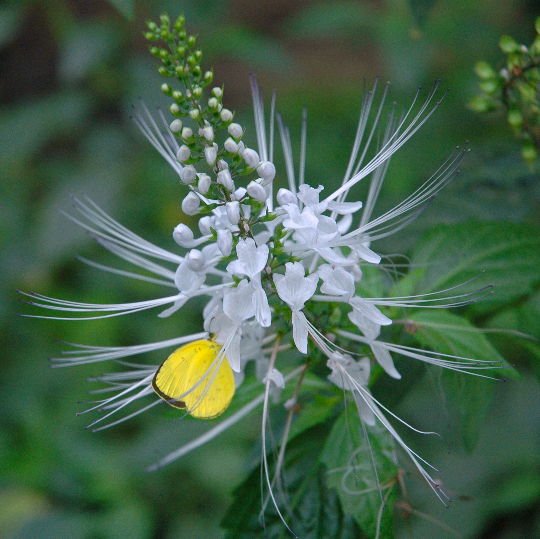 Cats Whiskers - Butterfly Host Plants. As seen on ABC Gardening ...
