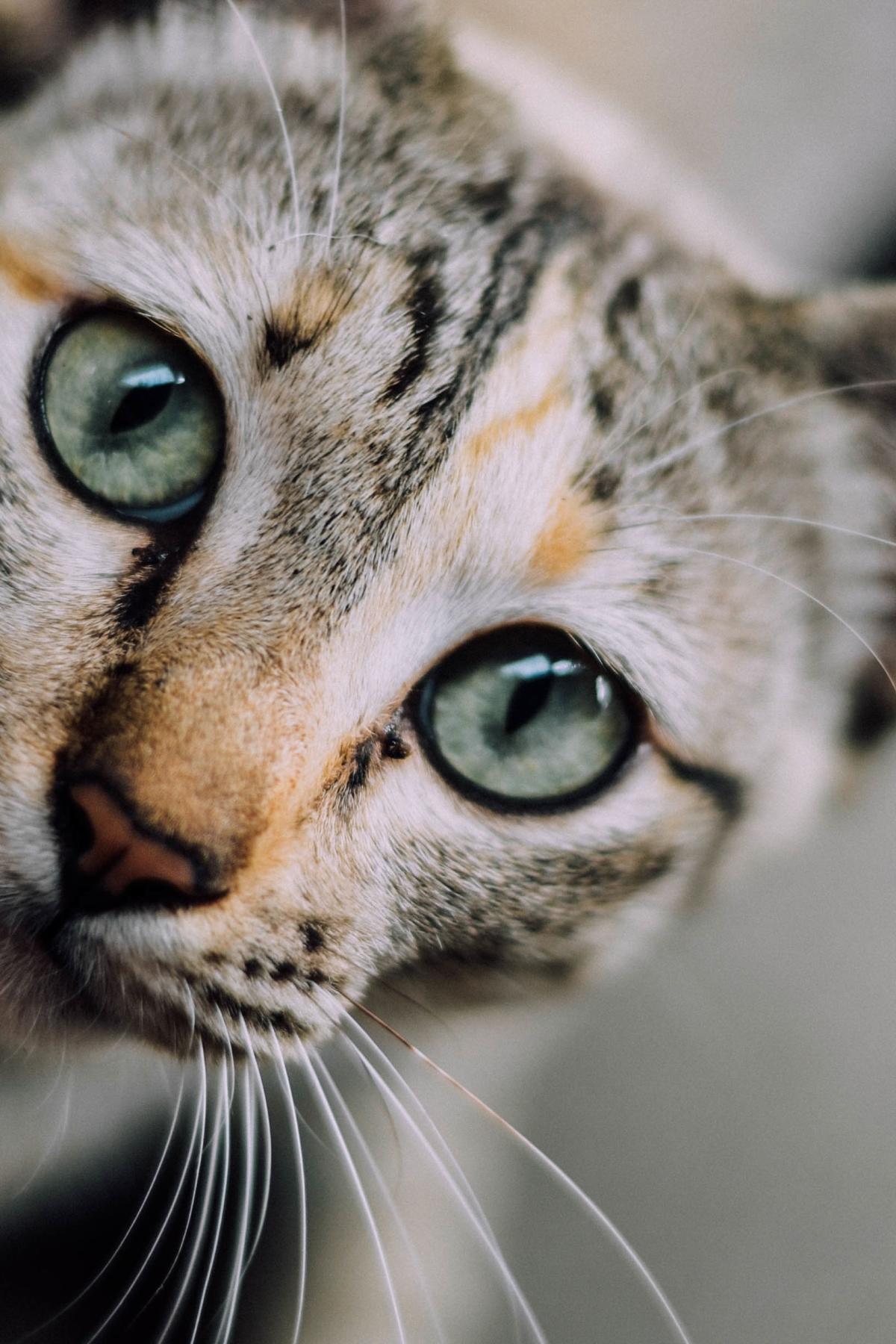 Why a cat's whiskers are the bee's knees | Pursuit by The University ...