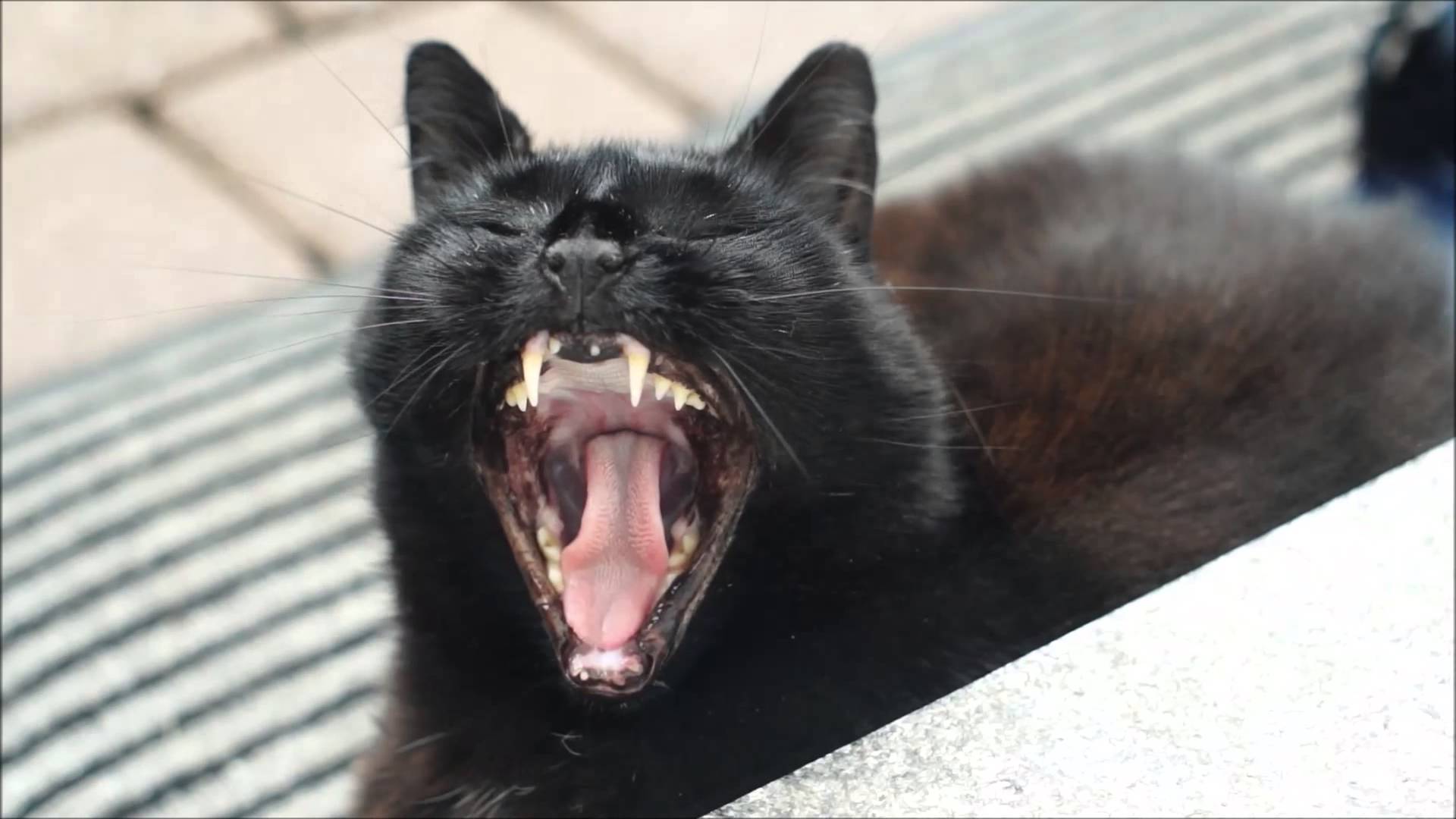 Cat yawning photo