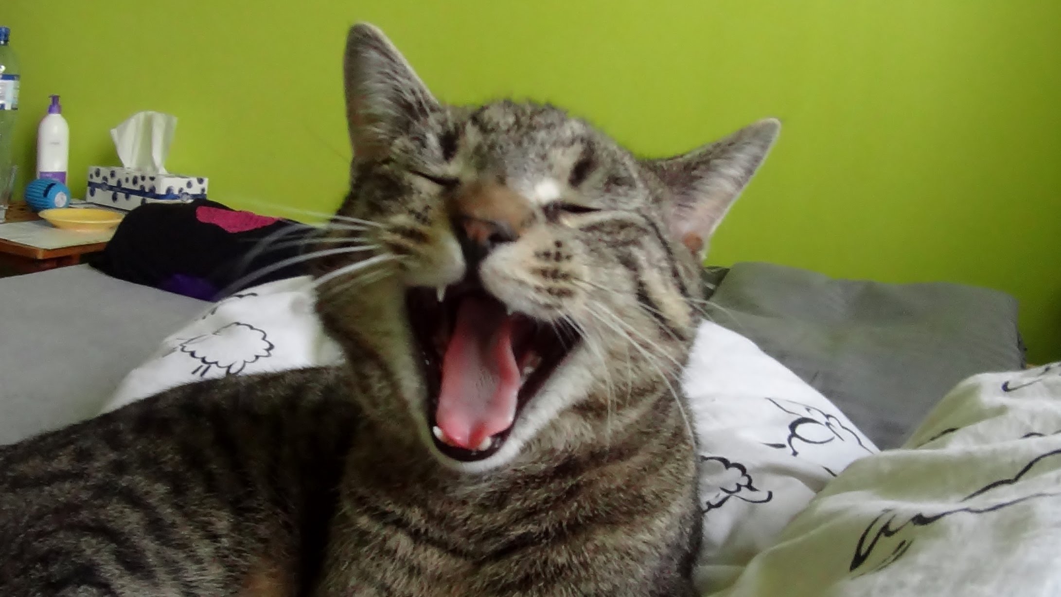 Cat yawns in slow motion(120fps) - compilation - YouTube
