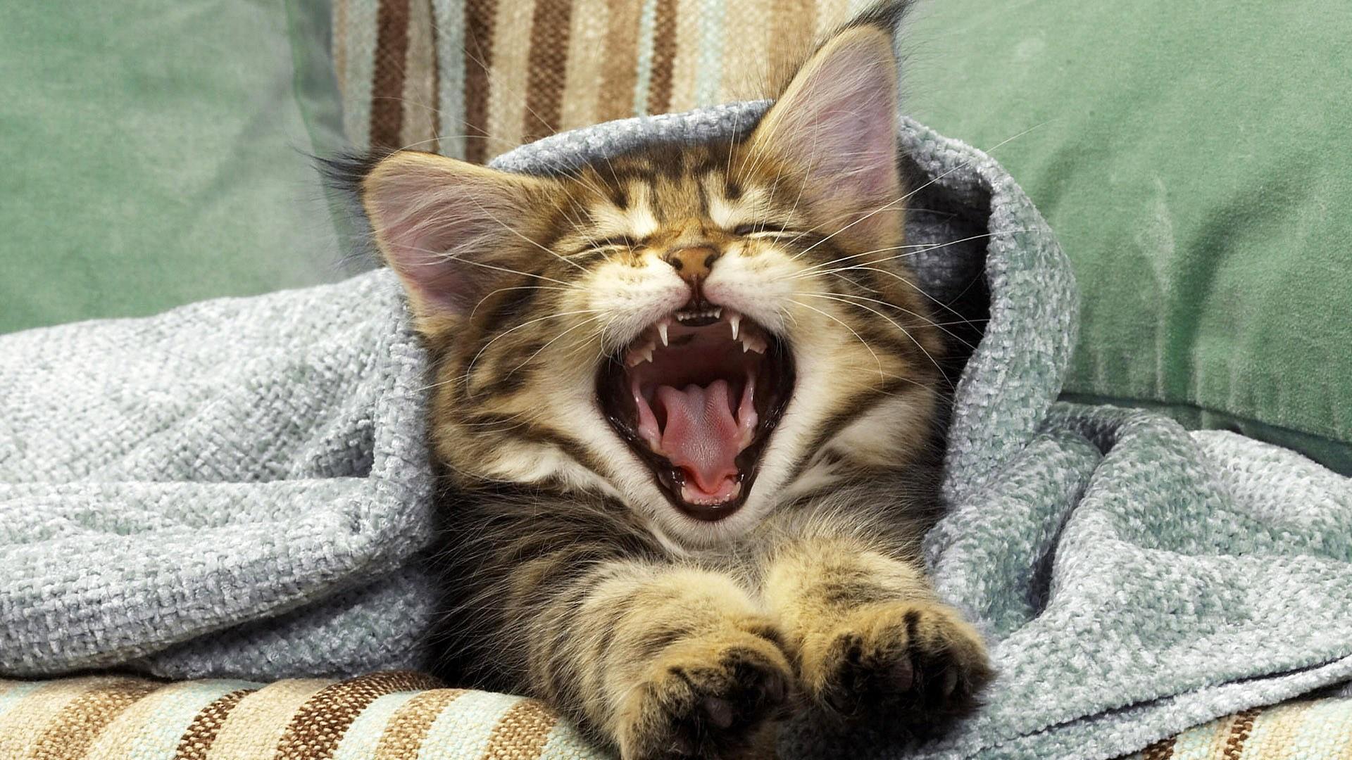 Cute Yawning Cat Wallpaper | Wallpaper Studio 10 | Tens of thousands ...