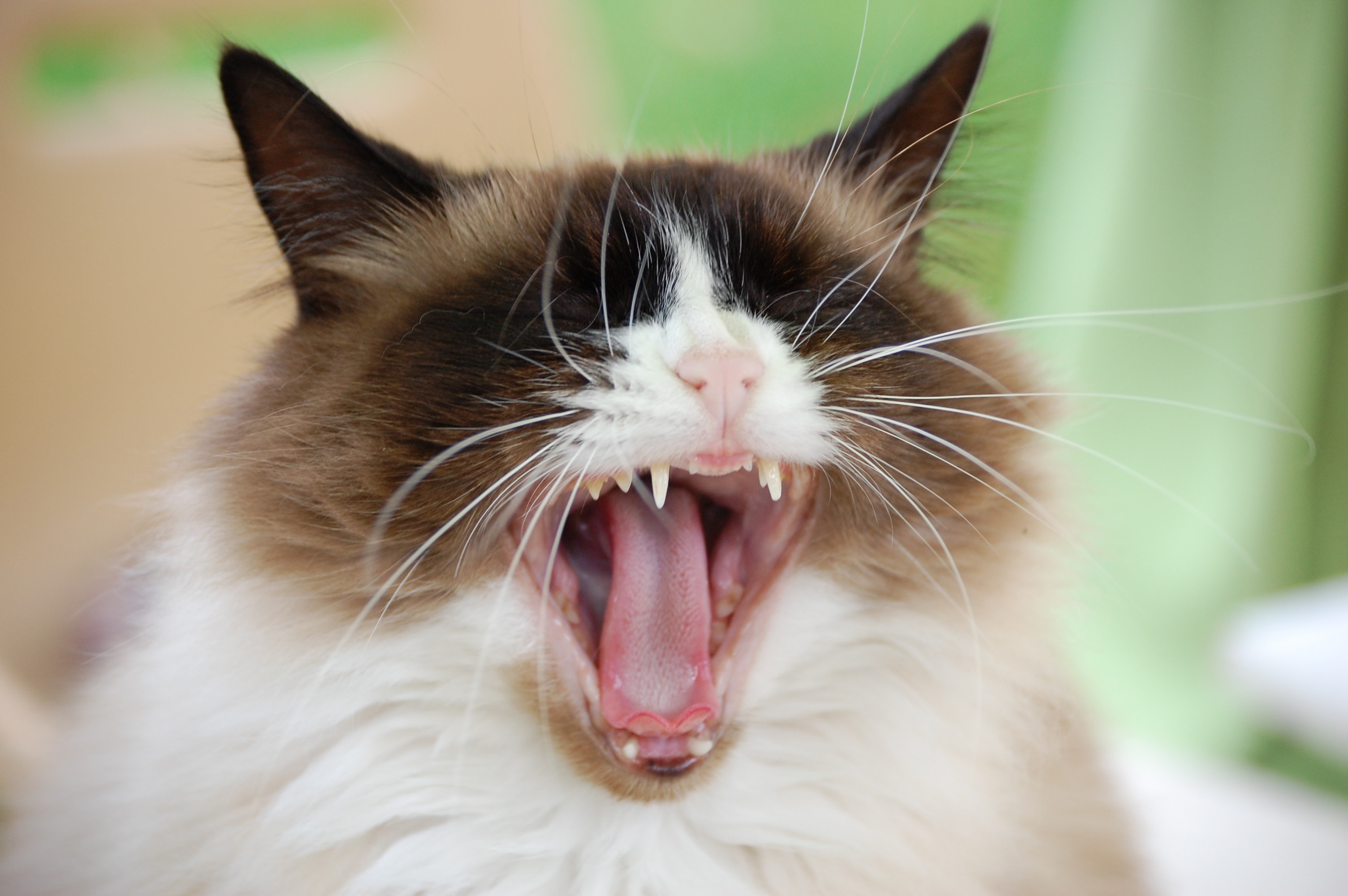 Kitties Yawning