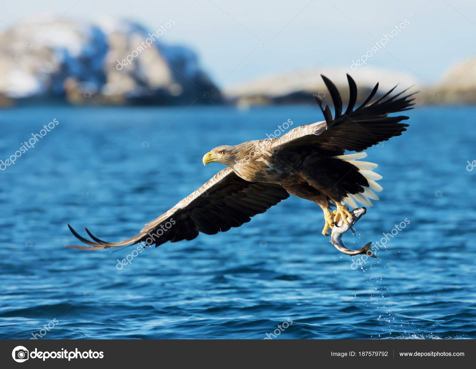 White-tailed sea Eagle catching a fish — Stock Photo © Giedriius ...